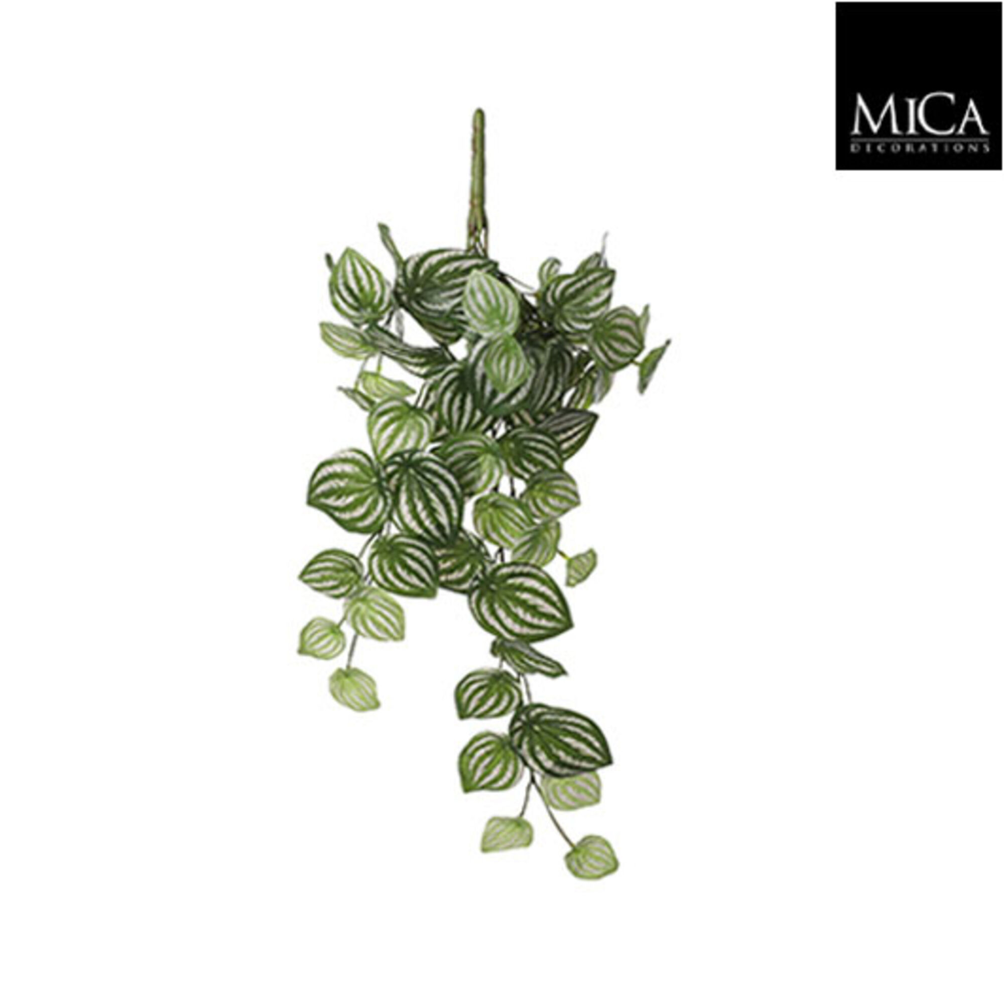 Peperomia hangend l.groen bont