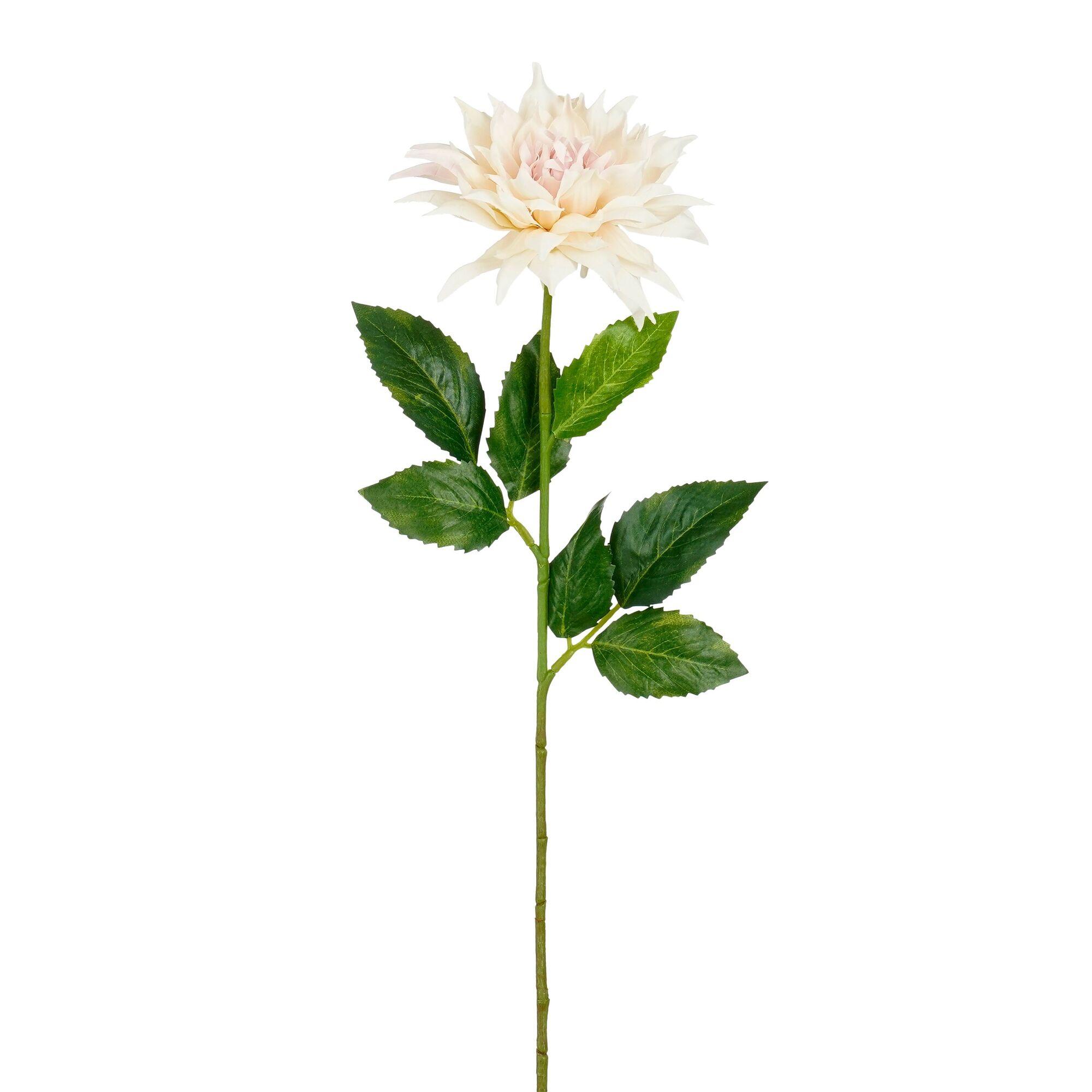 Dahlia l.roze