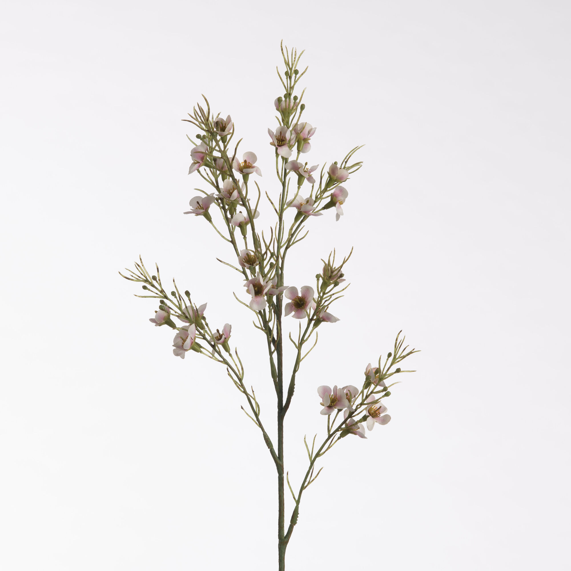 Wax Flower cream