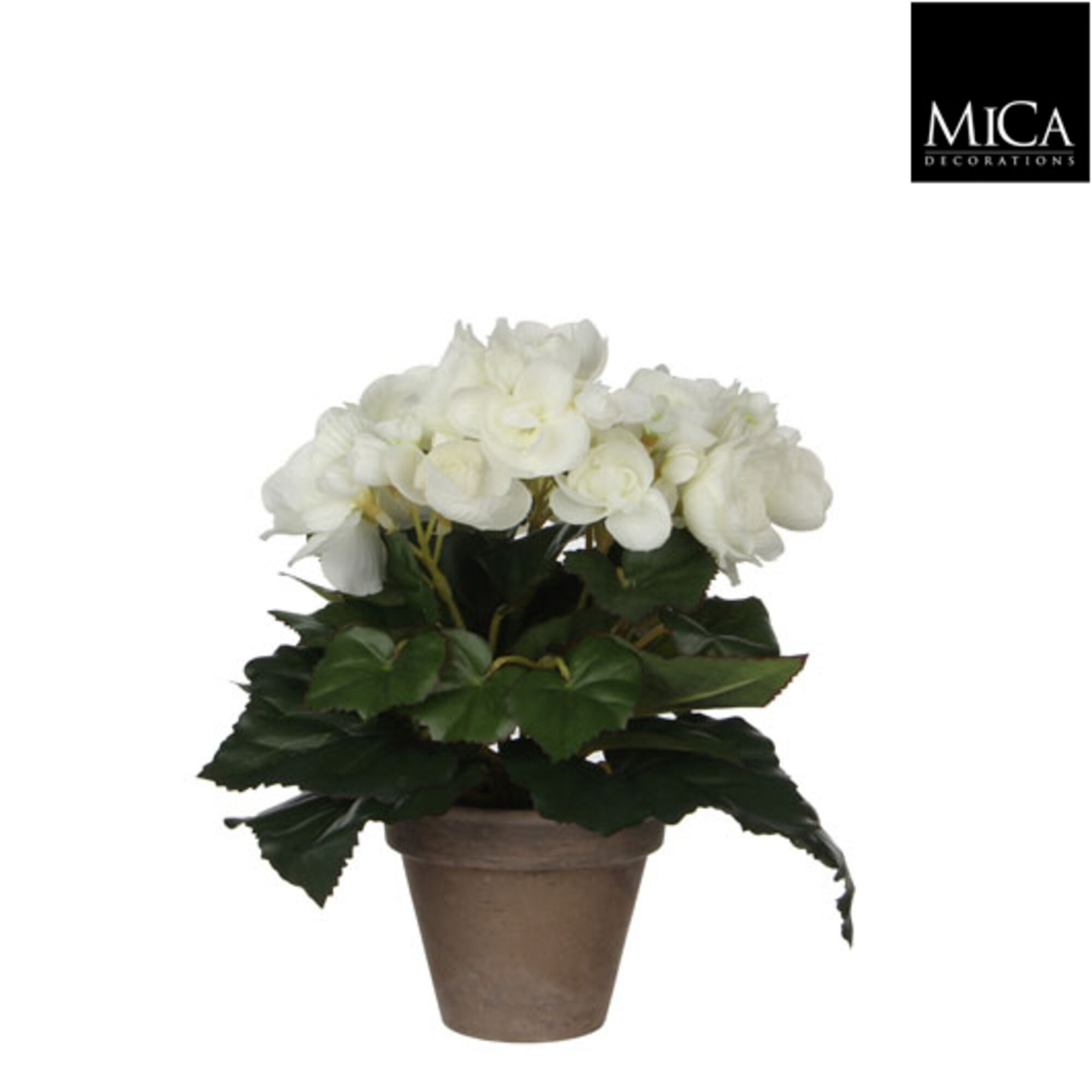 Begonia wit in pot Stan grijs d9cm
