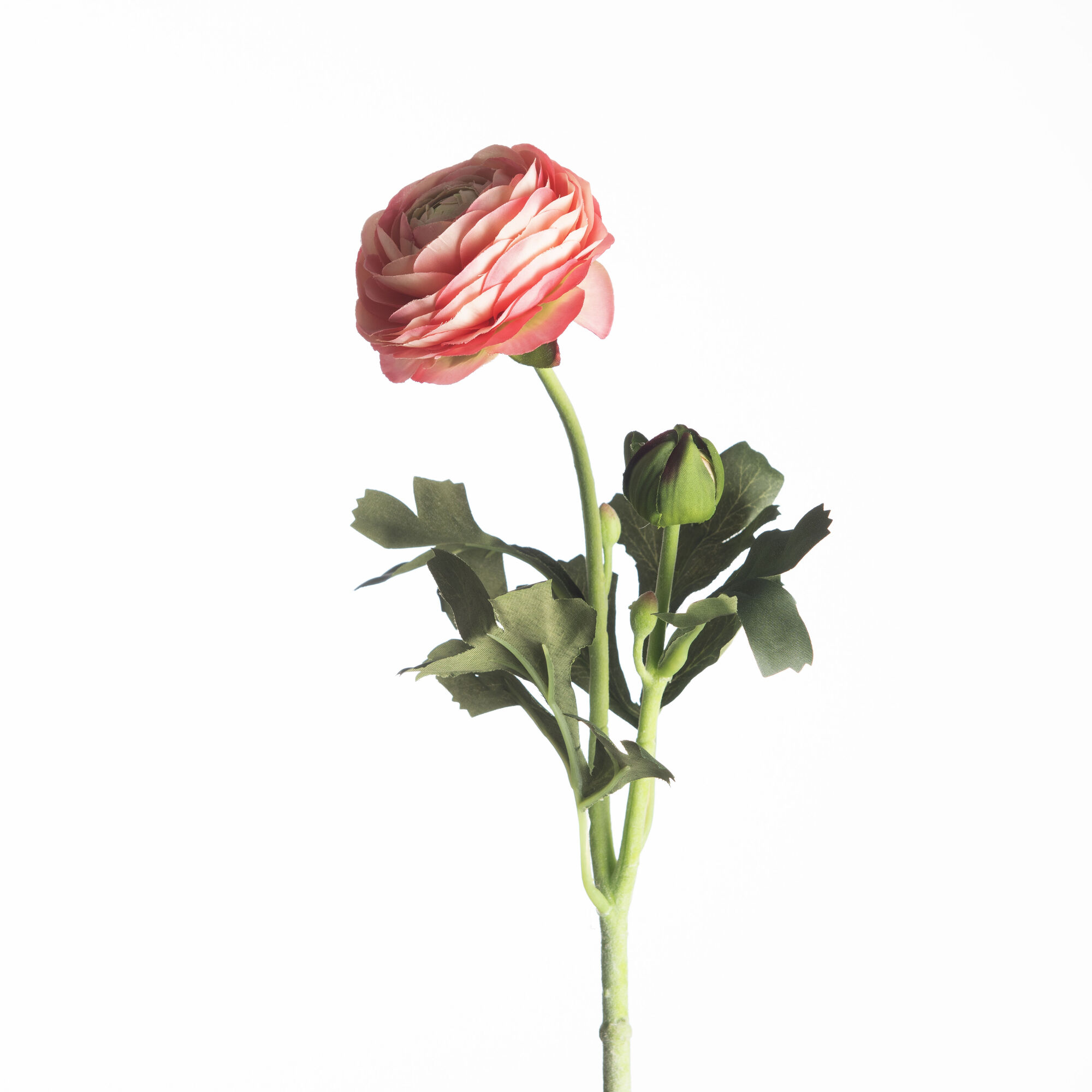 Ranunculus - Pink
