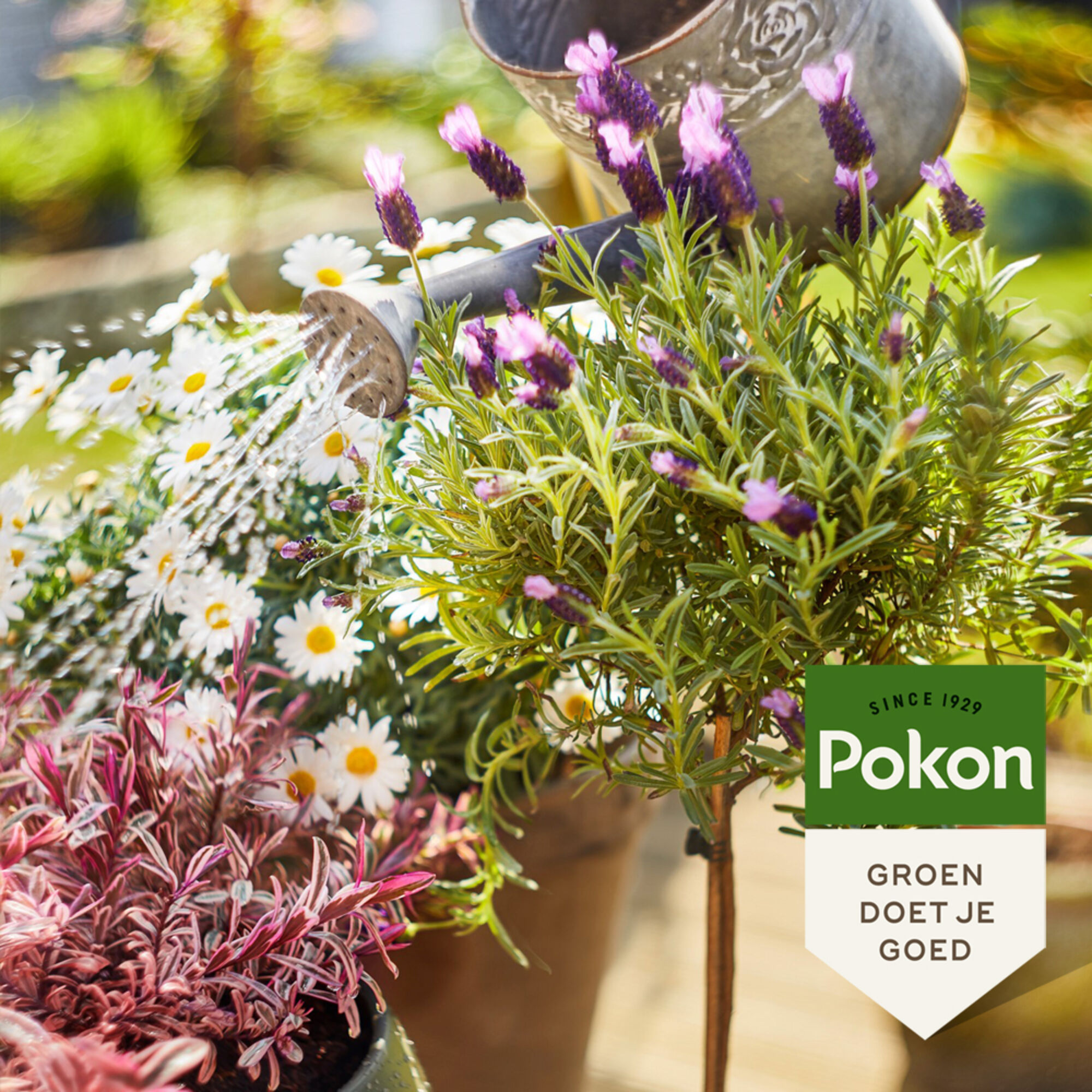 Pokon Bio Terras & Balkon Planten Voeding