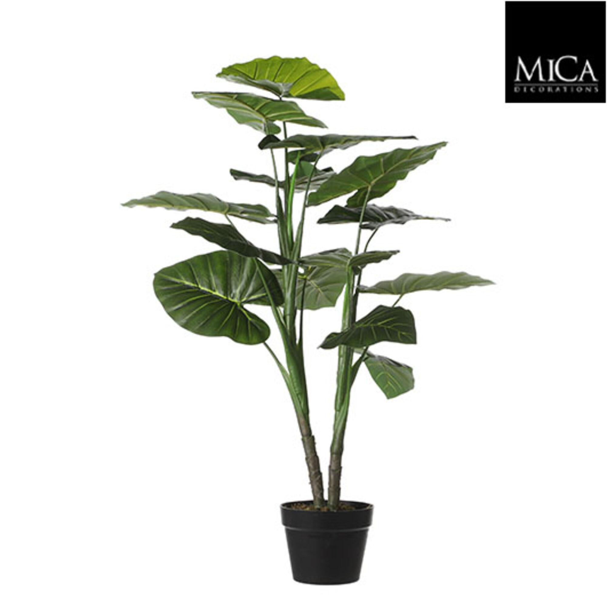 Taro in pot groen