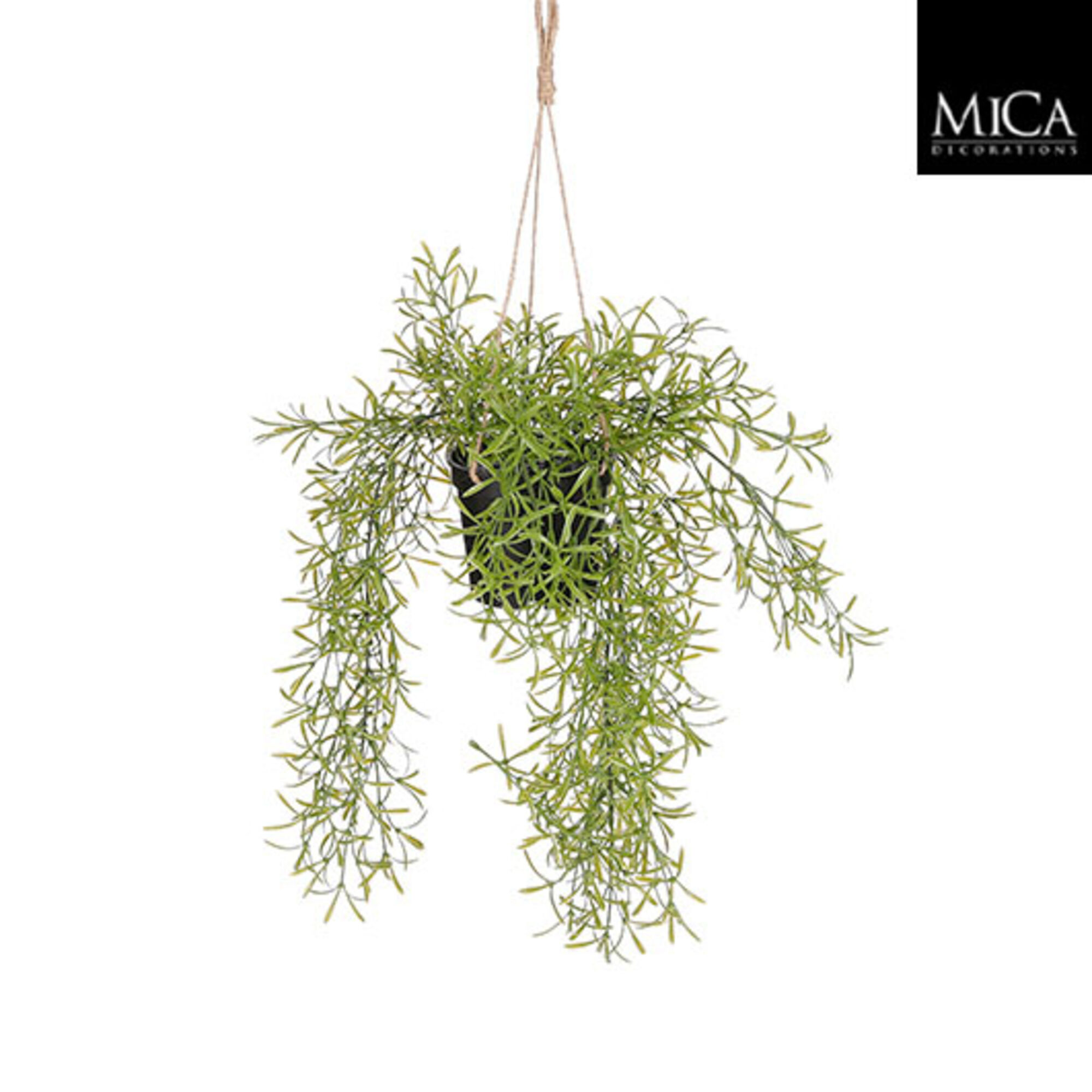 Rhipsalis hangend in pot groen