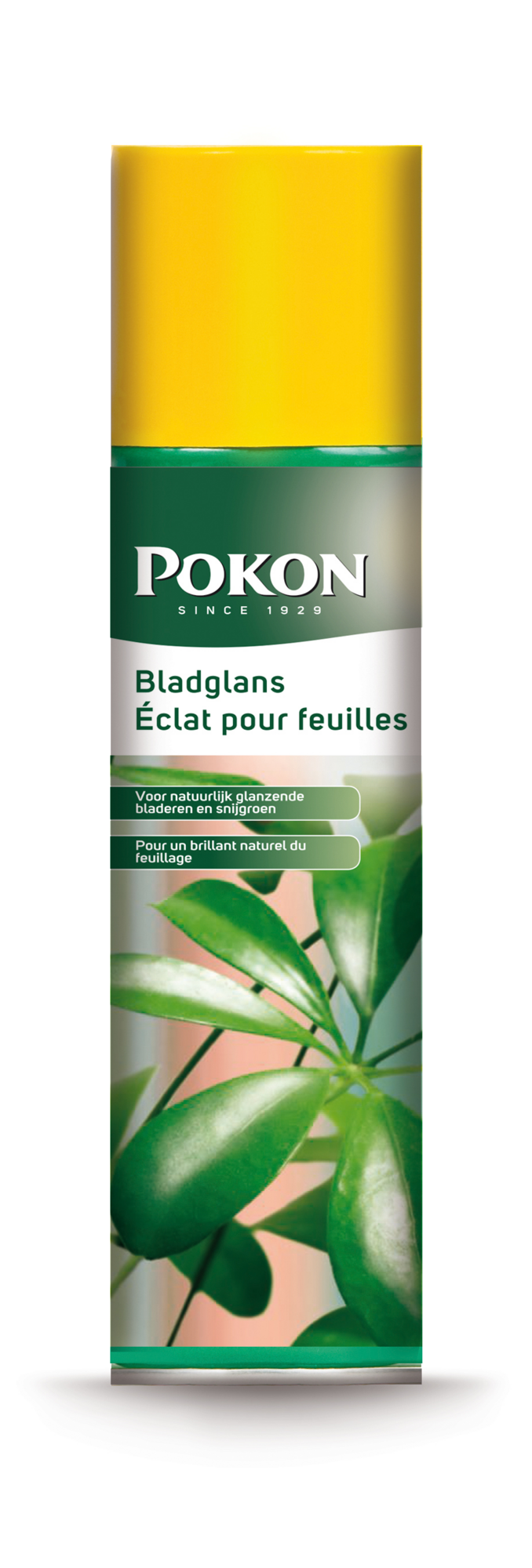 Pokon Bladglans