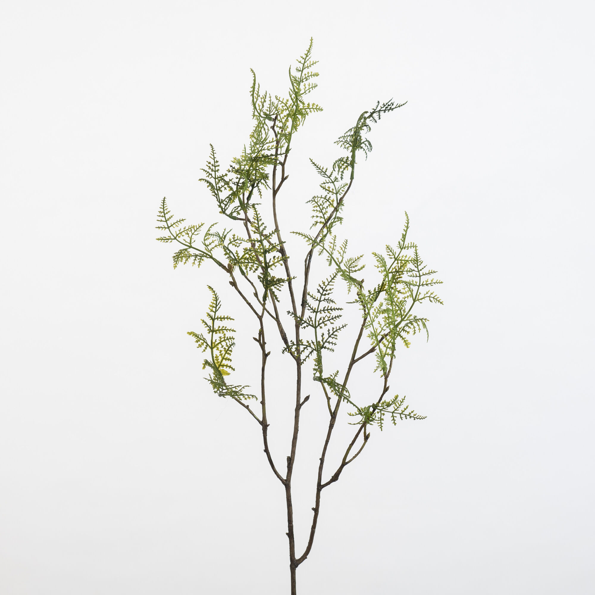 Asparagus Spray - Green