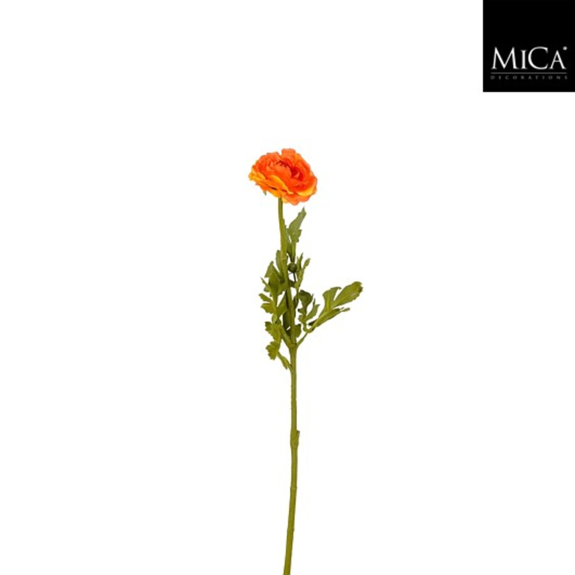 Ranunculus oranje