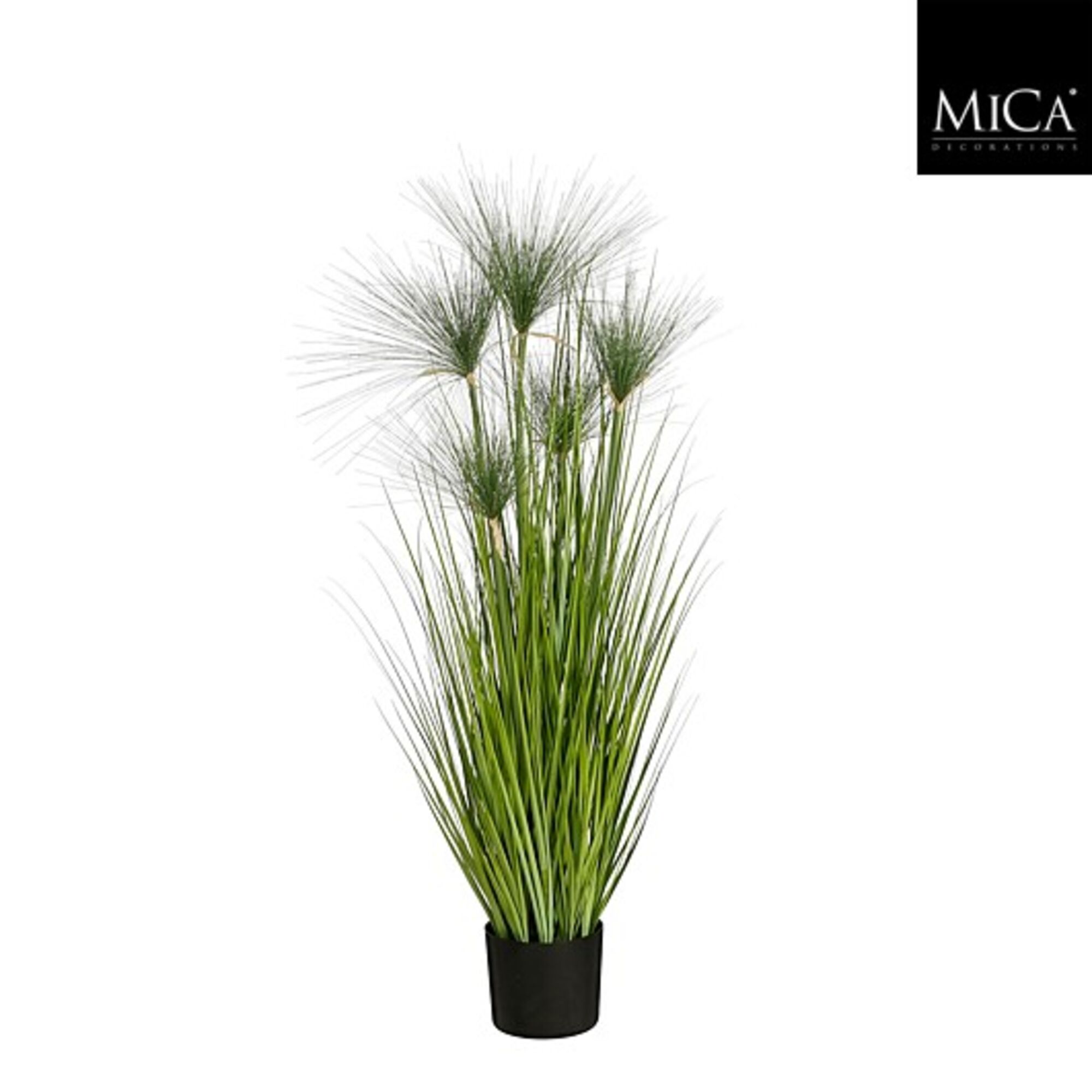 Papyrus in plastic pot groen