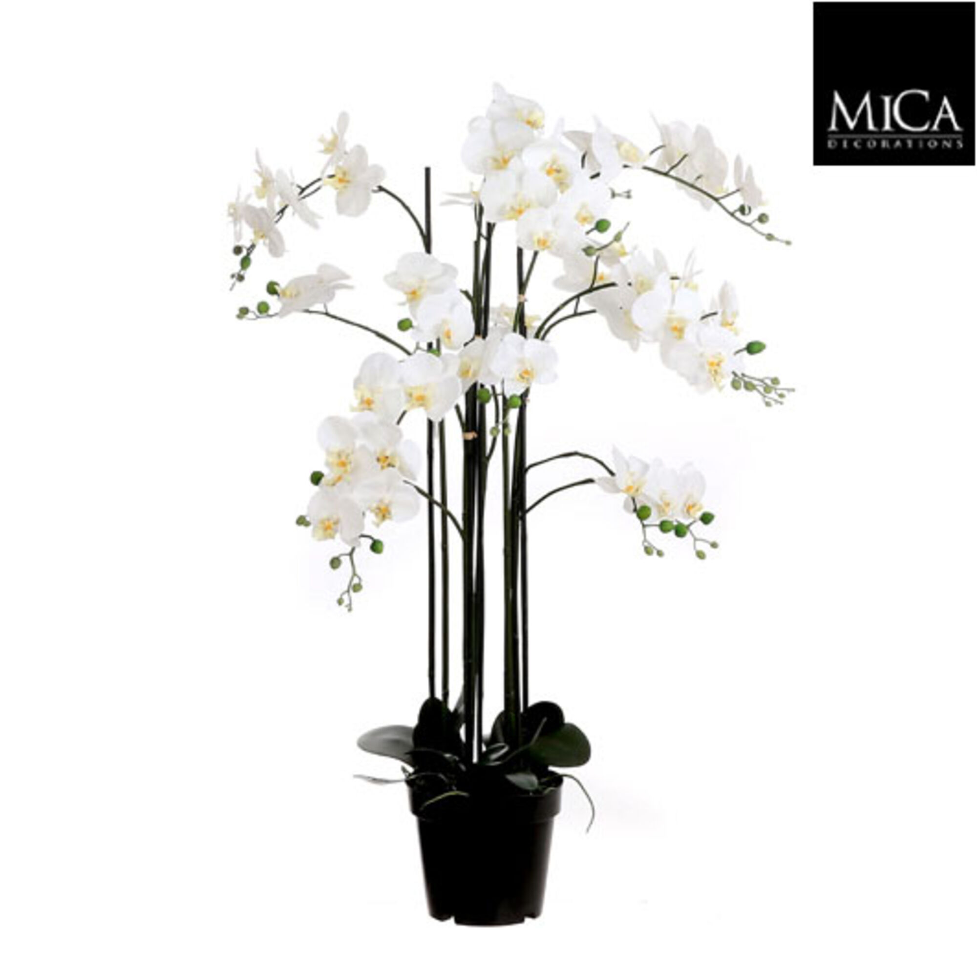 Phalaenopsis in plastic pot creme