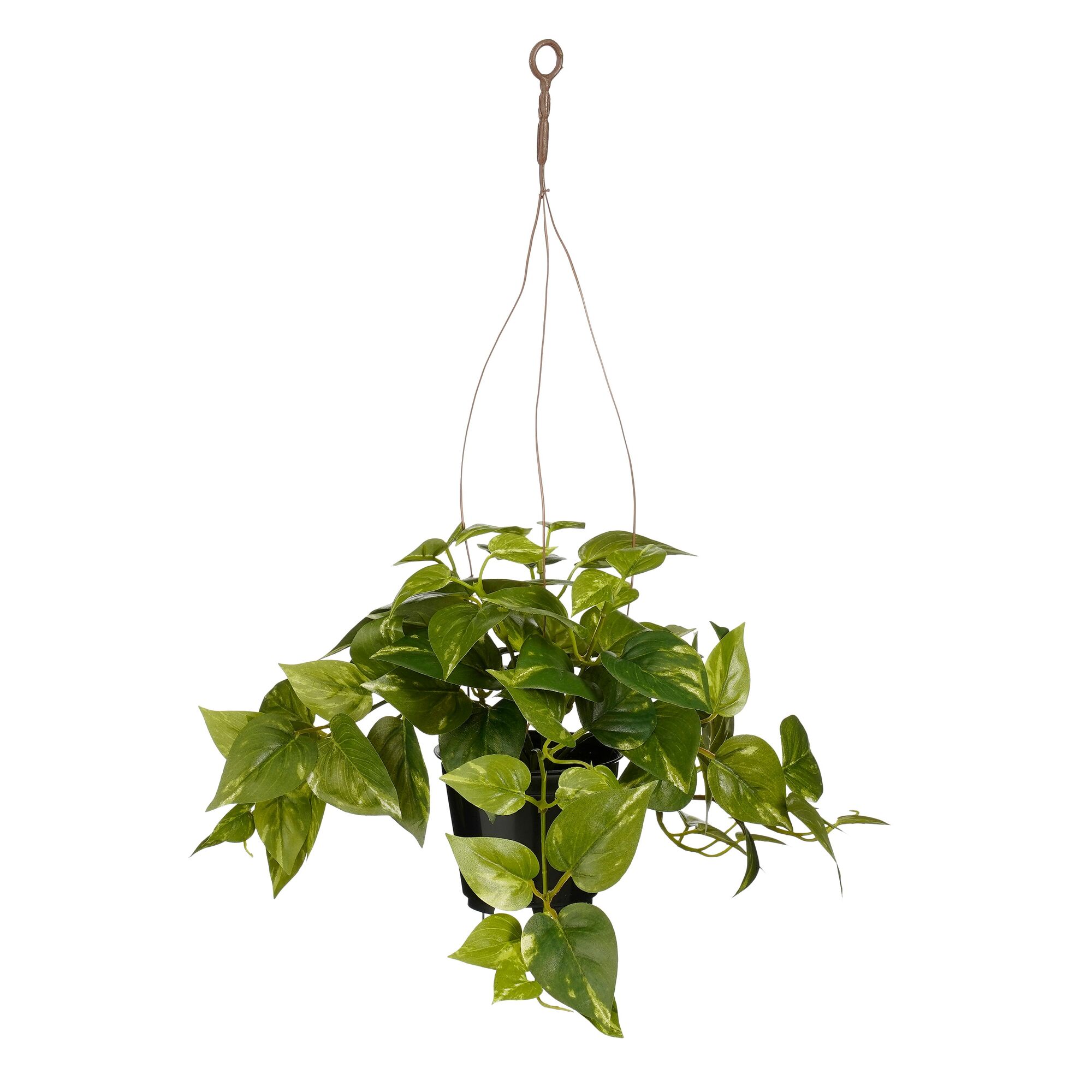 Pothos in pot hangend groen
