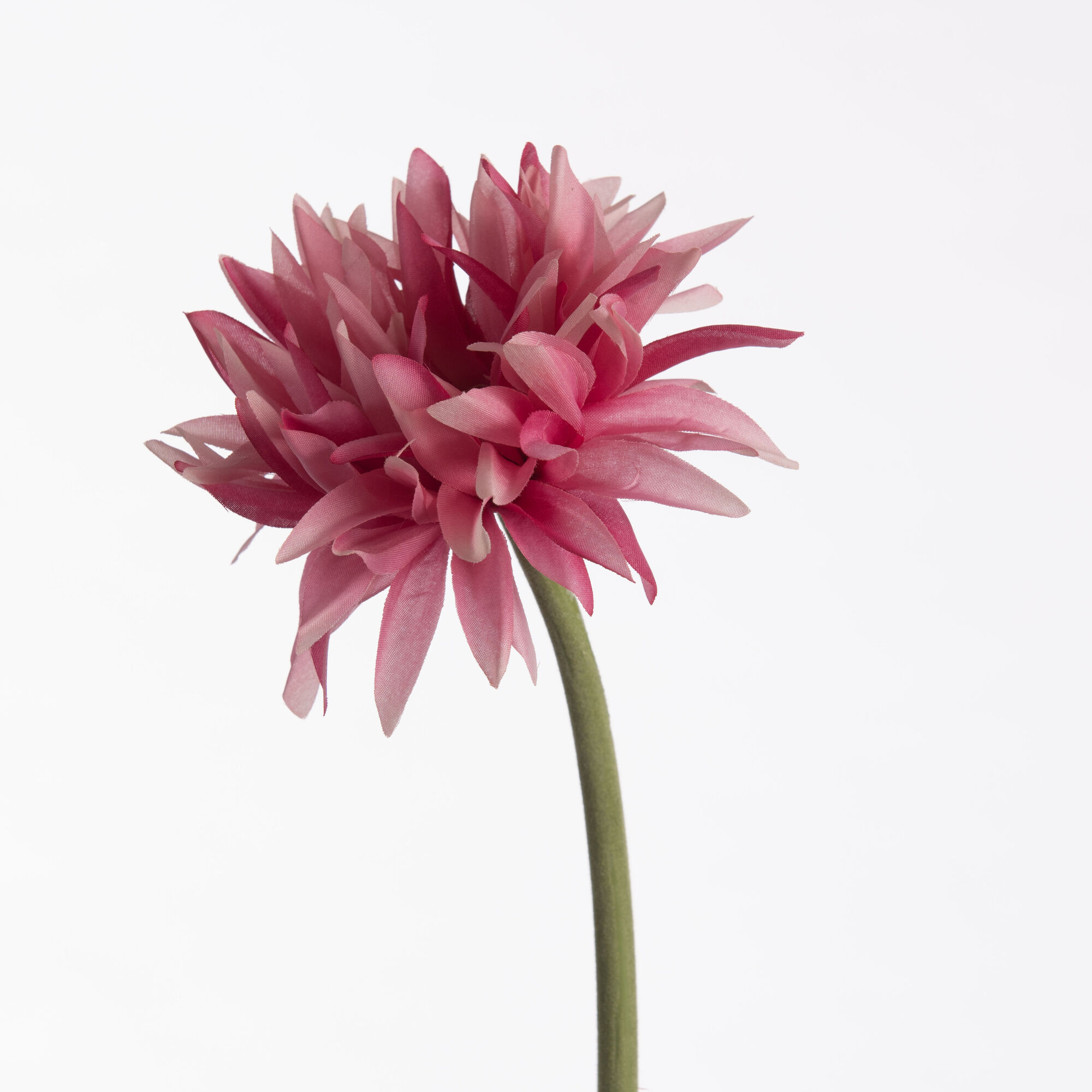 Gerbera Spider - Pink