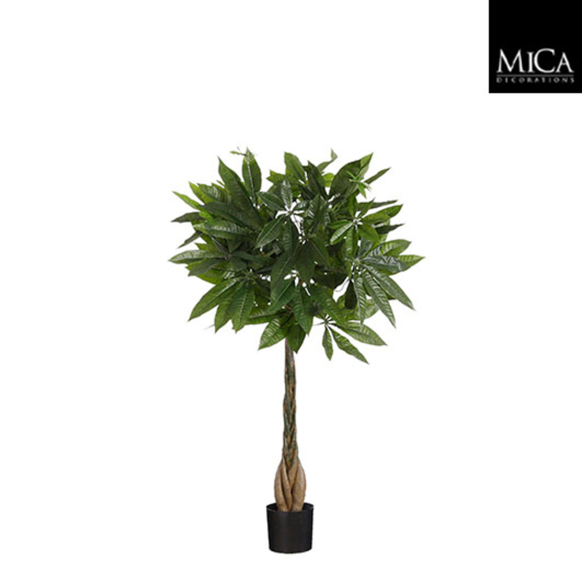 Pachira in pot groen