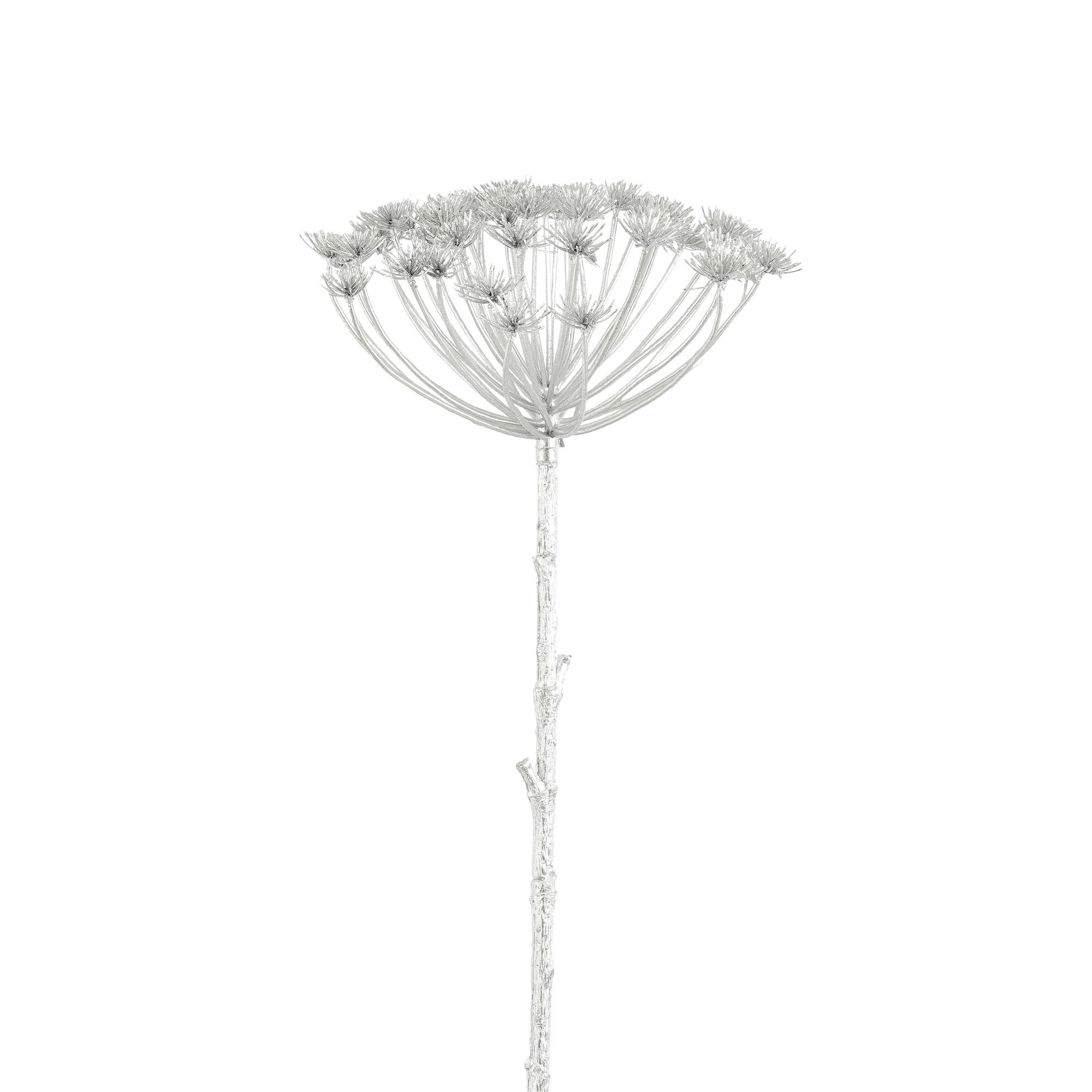 Daucus carota zilver