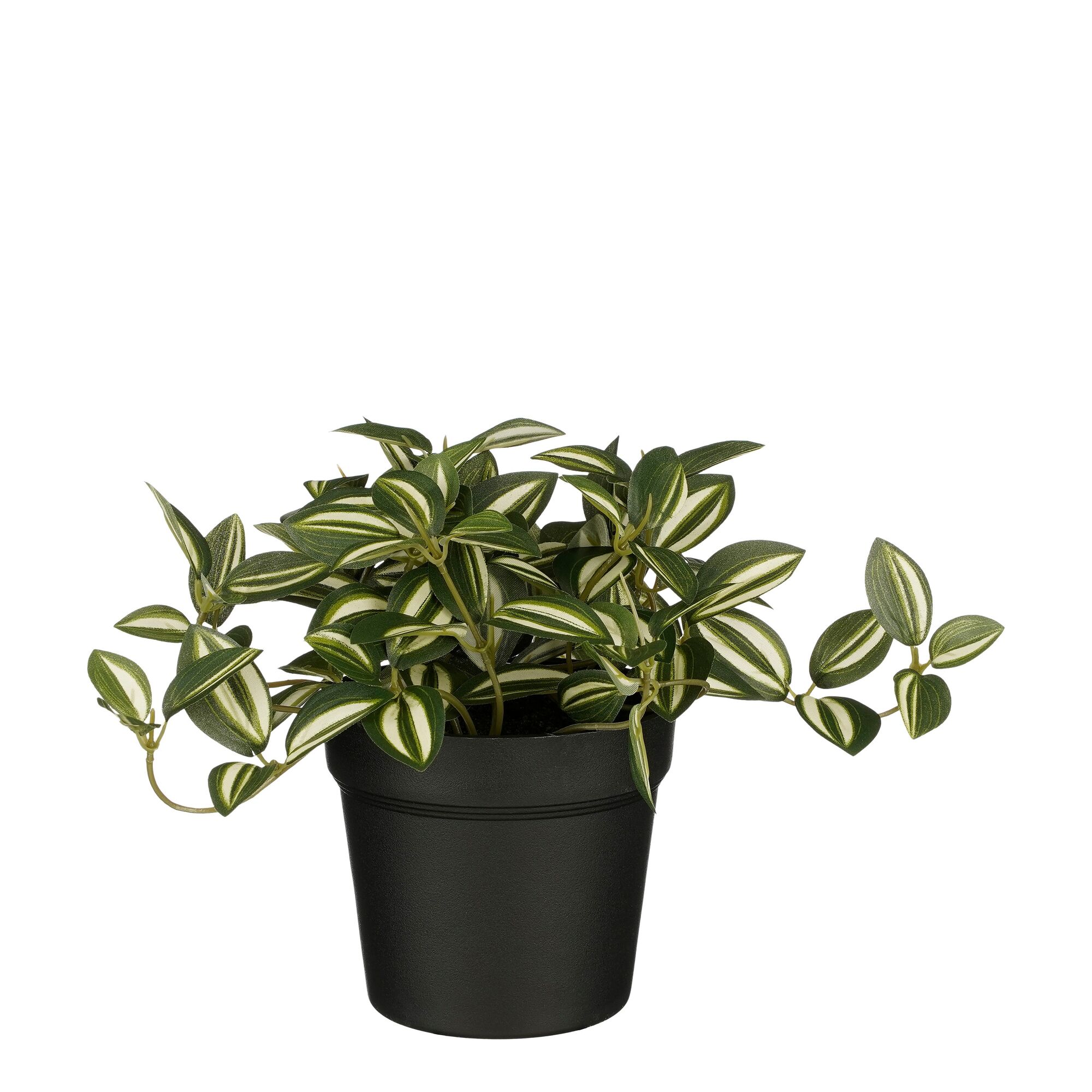 Tradescantia in pot groen