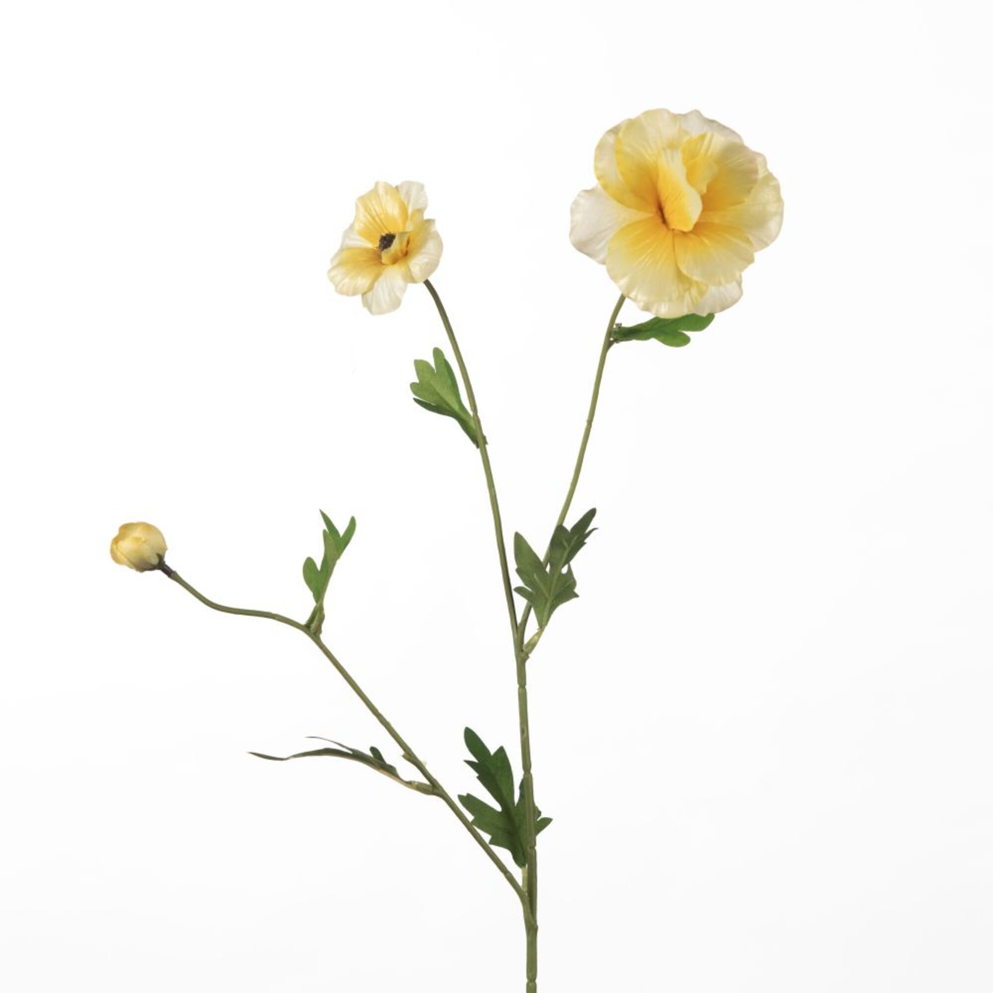 Ranunculus Butterfly - Yellow