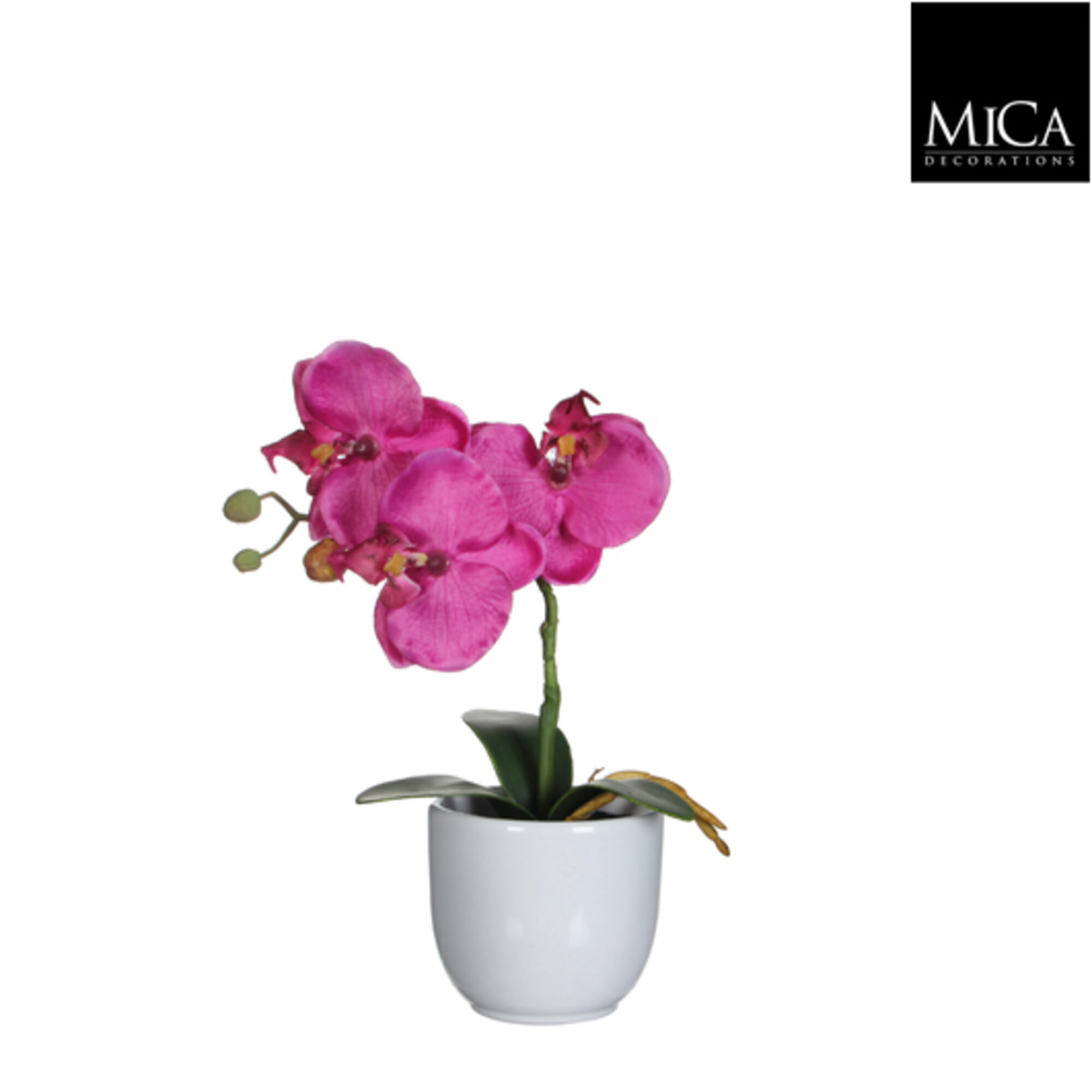 Phalaenopsis paars in pot Tusca wit d8,5cm