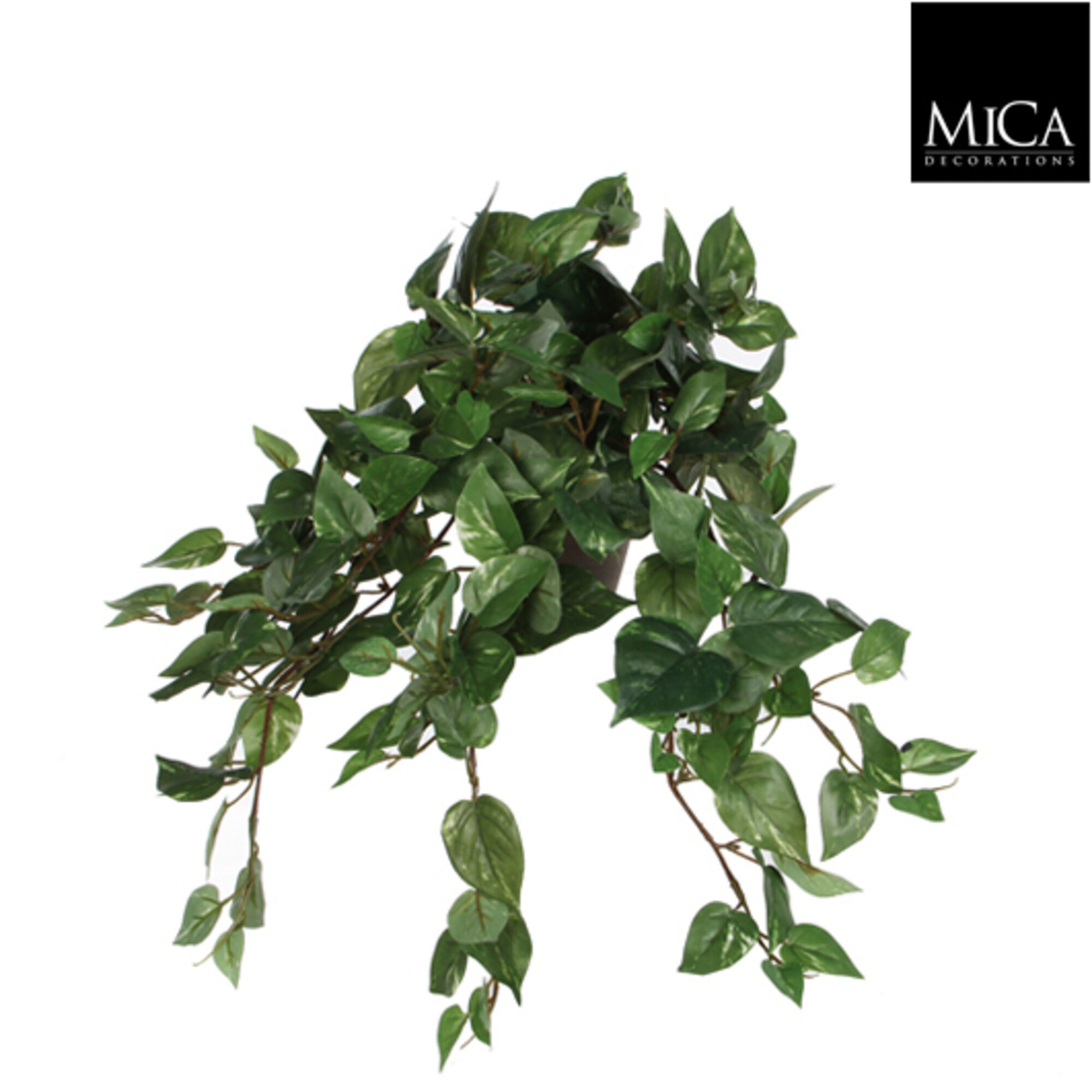 Scindapsus hangend groen in pot Stan grijs d11,5cm
