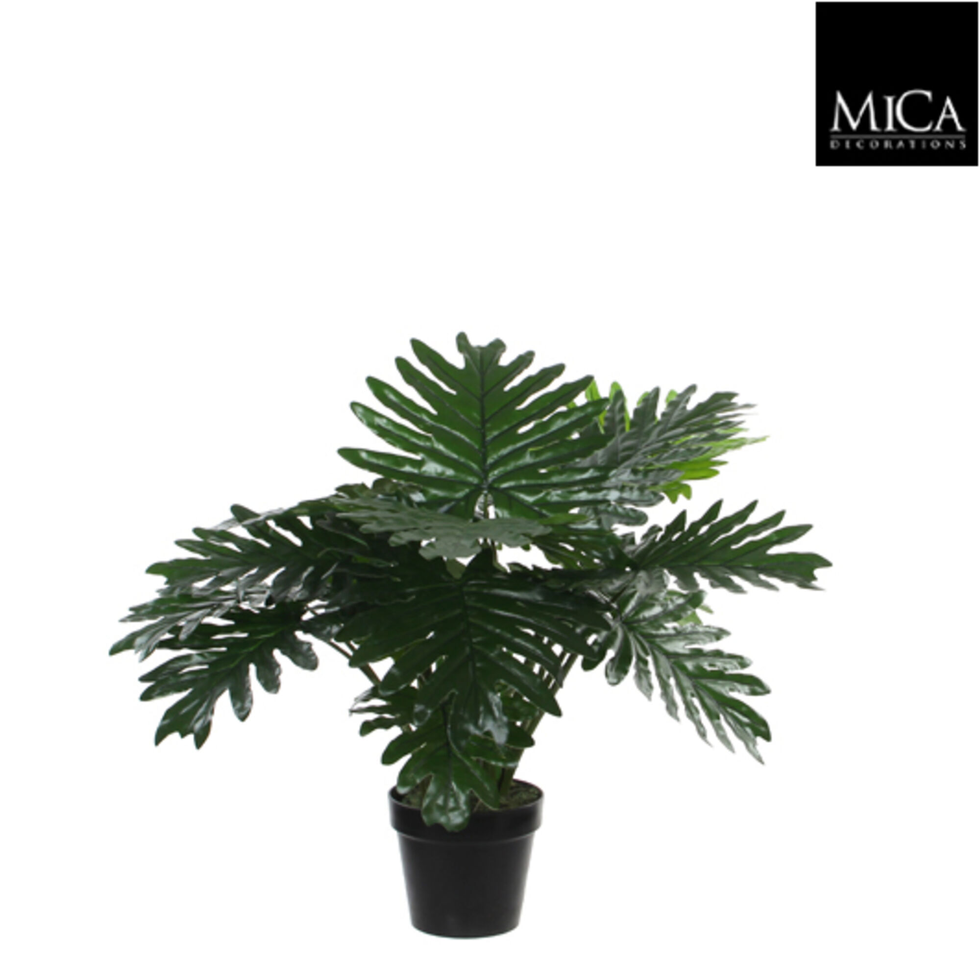 Philodendron in plastic pot groen