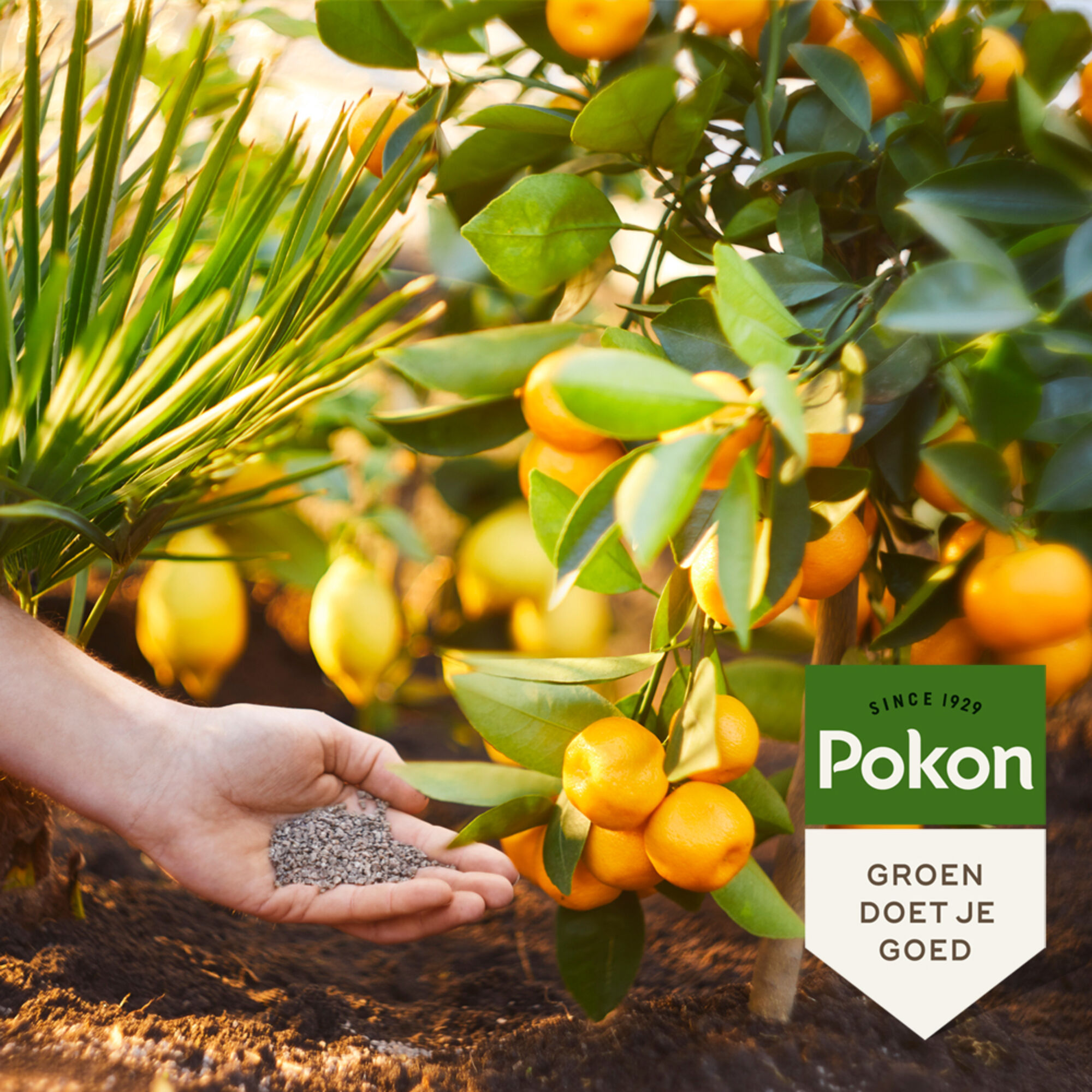 Pokon Mediterrane Planten Mest