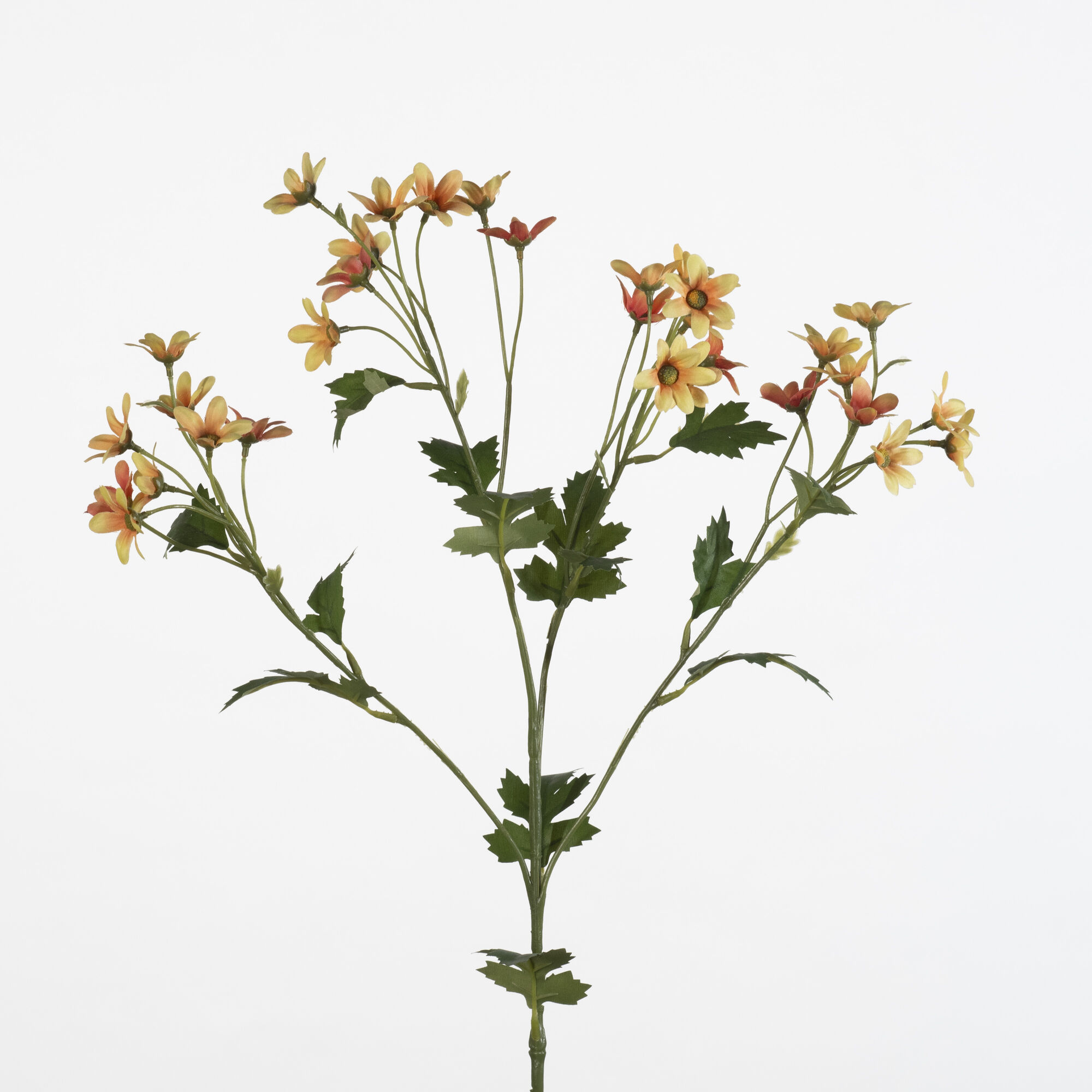 Matricaria spray - L.orange