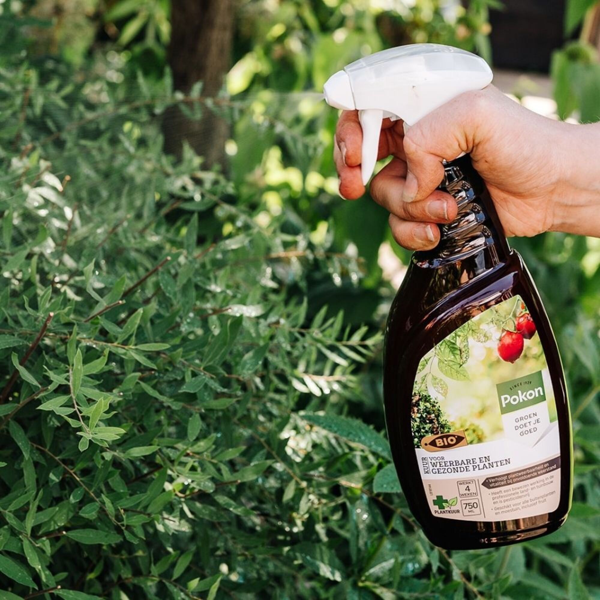 Pokon Bio Kuur Voor Weerbare en Gezonde Planten Spray