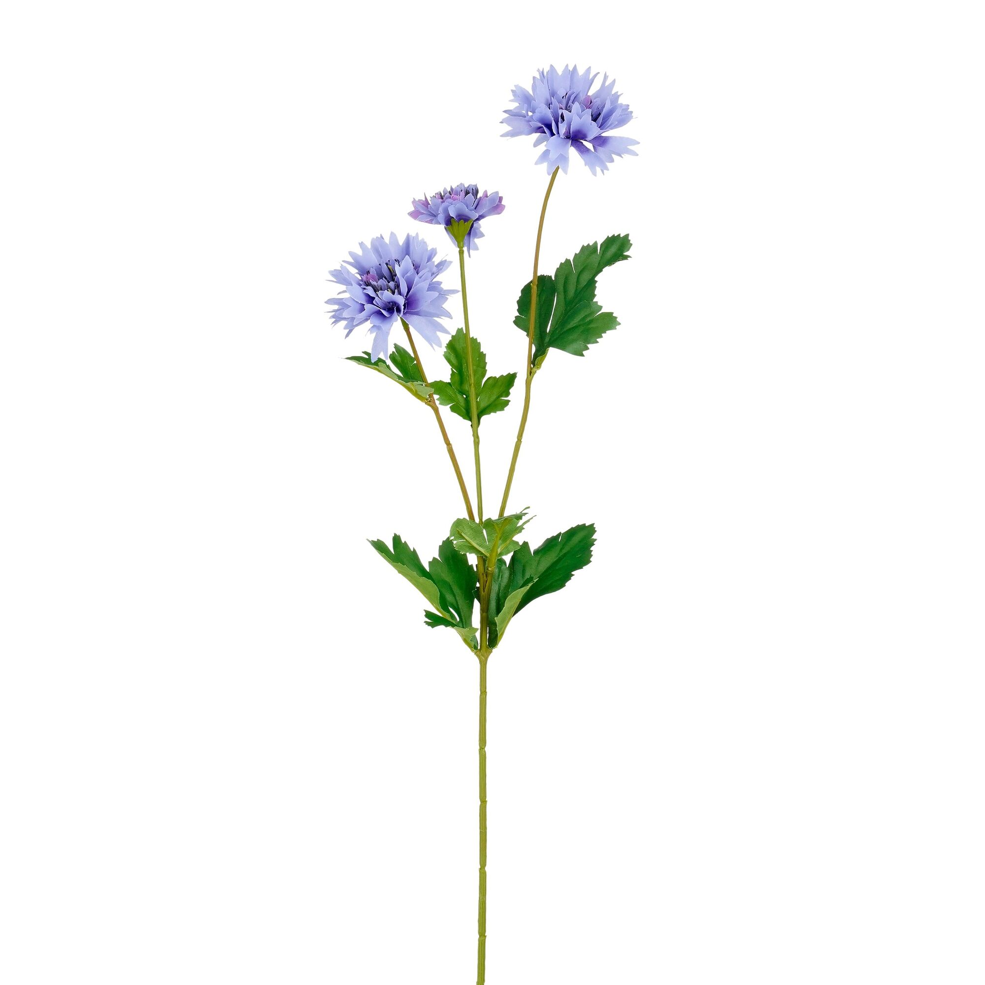 Korenbloem blauw