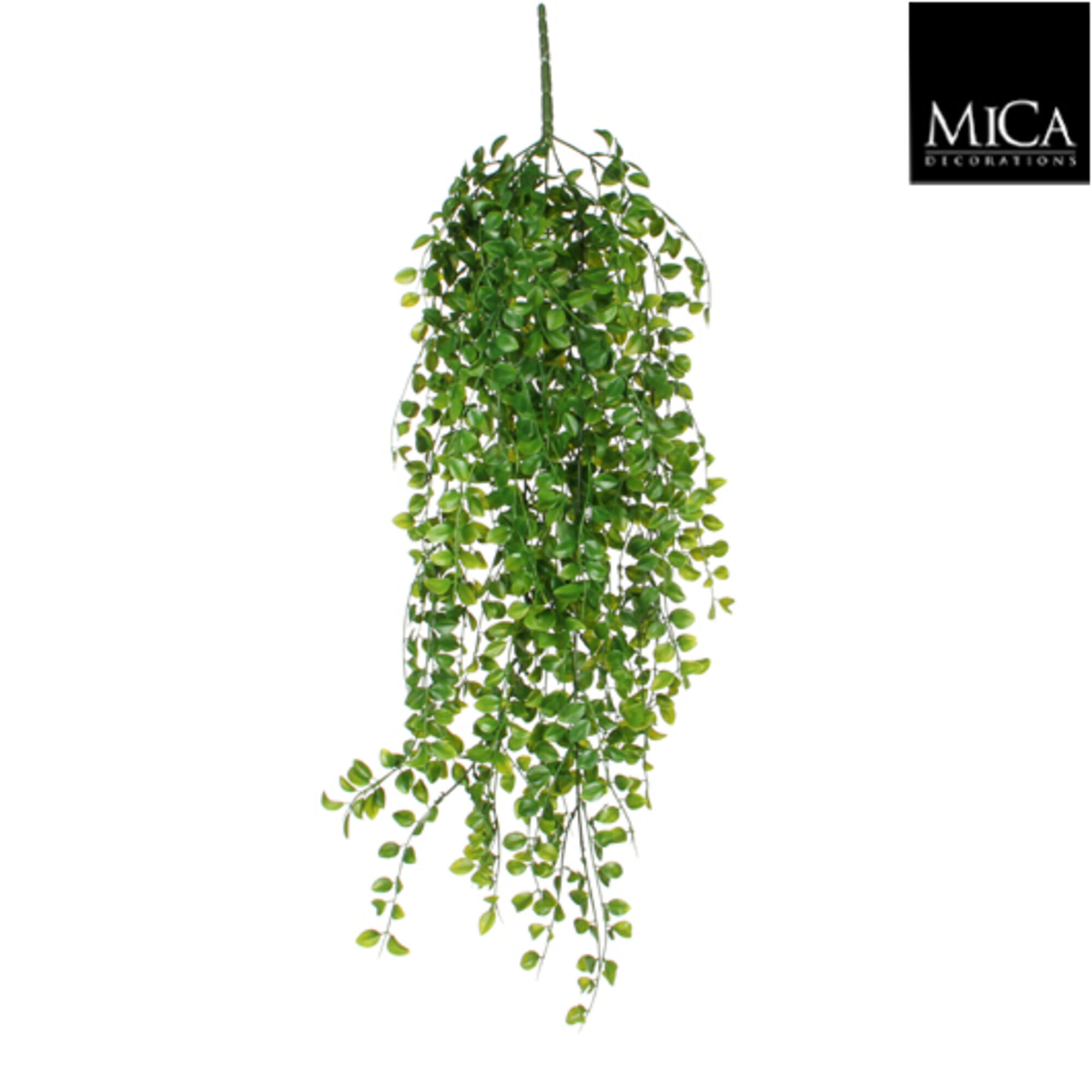 Ficus hangend groen