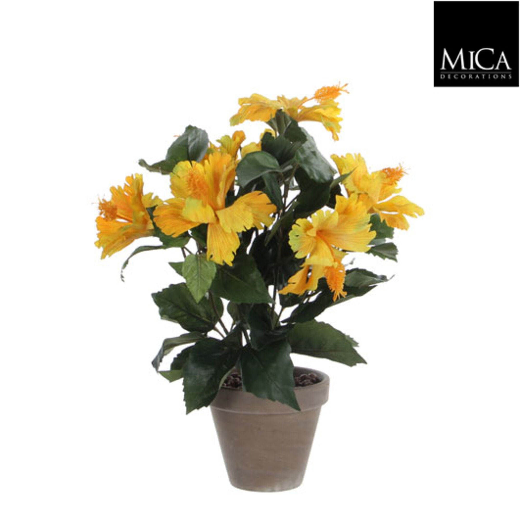 Hibiscus geel in pot Stan grijs d11,5cm