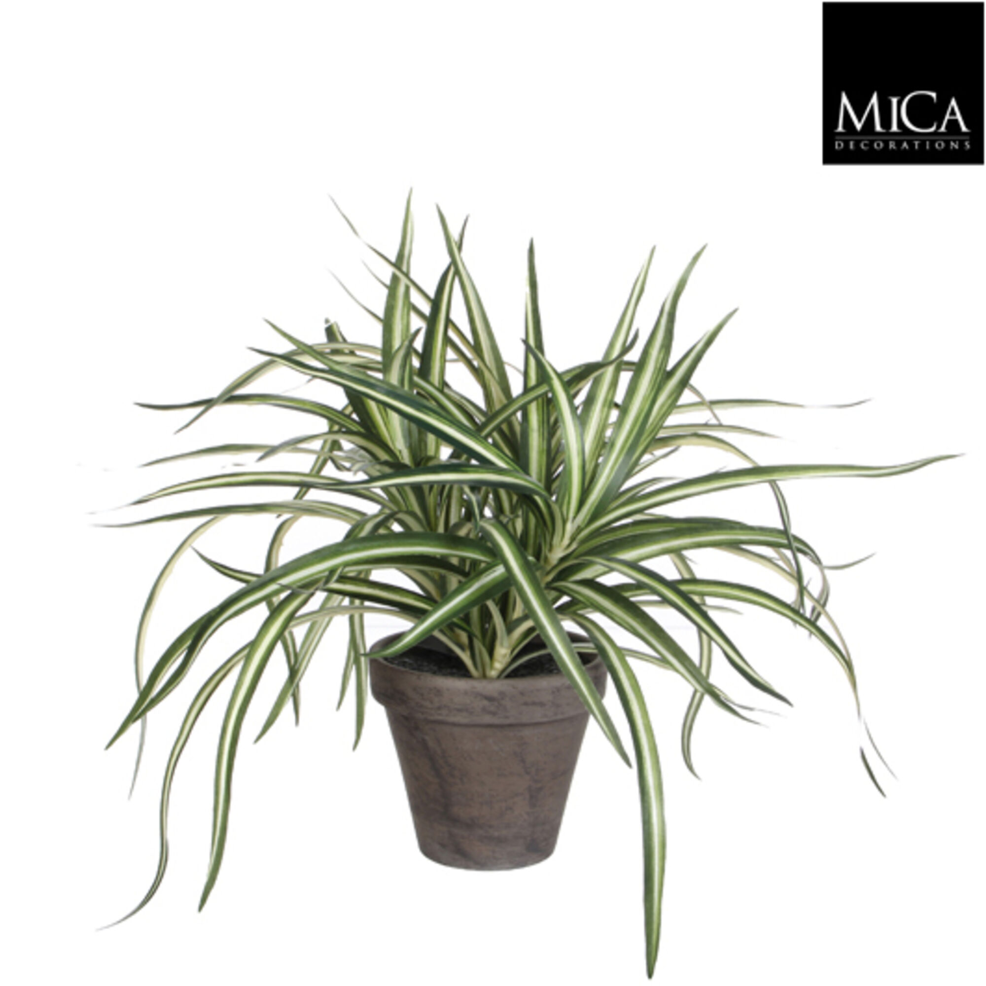 Dracaena wit in pot Stan grijs d11,5cm