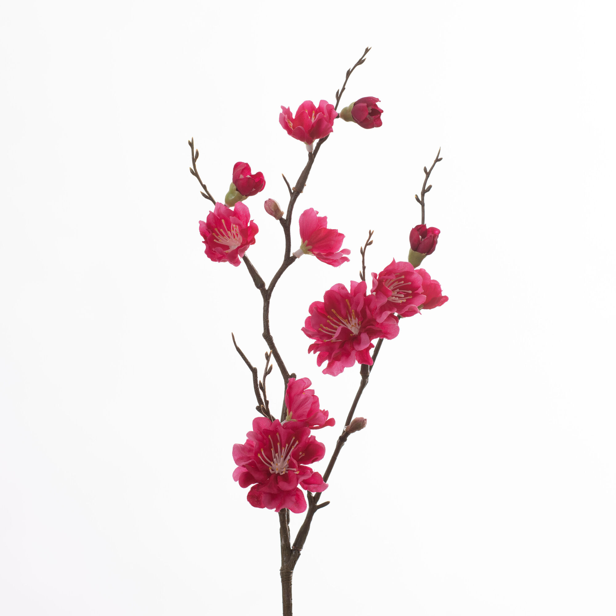 Prunus Pick - Beauty