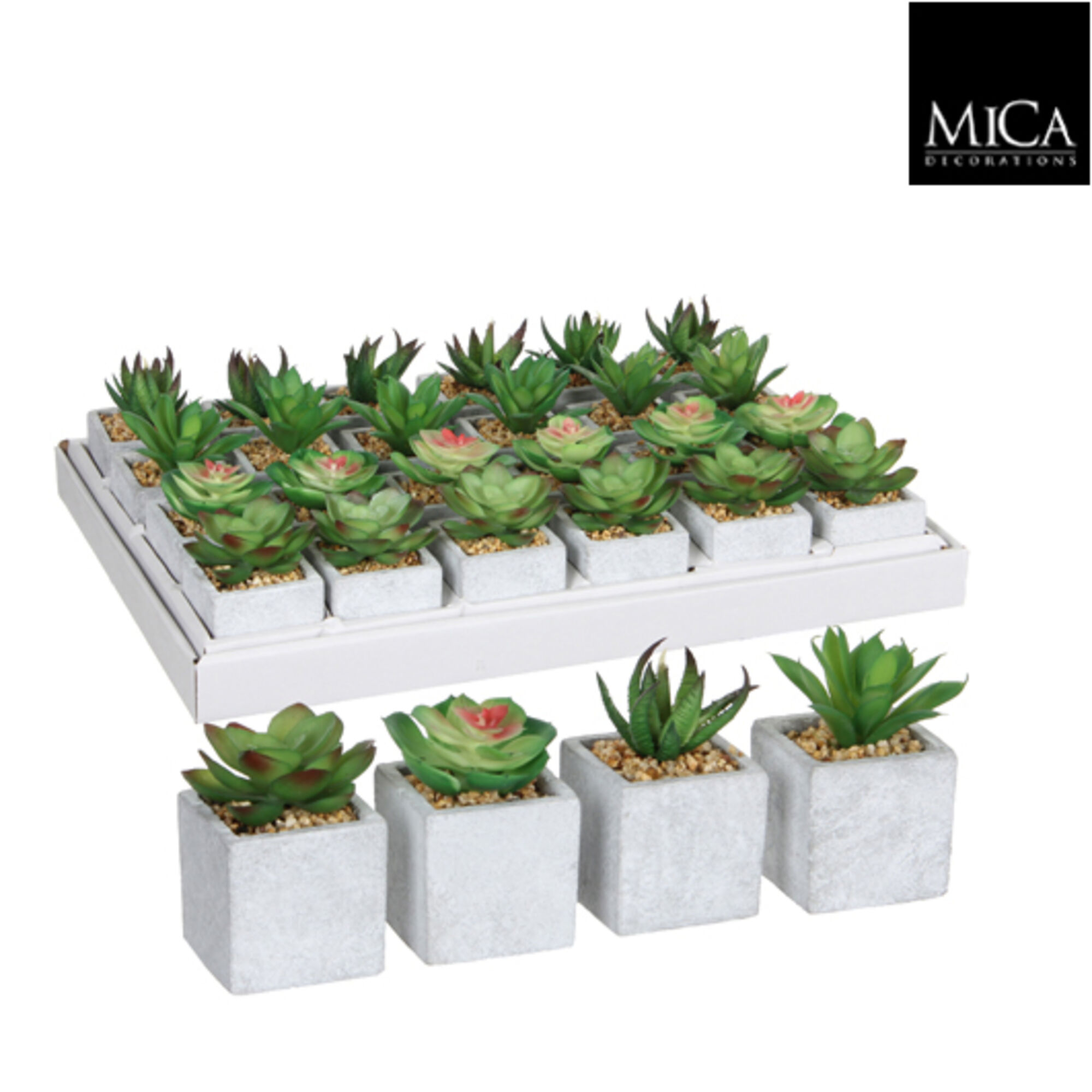 Vetplant in pot groen 4 assorti display