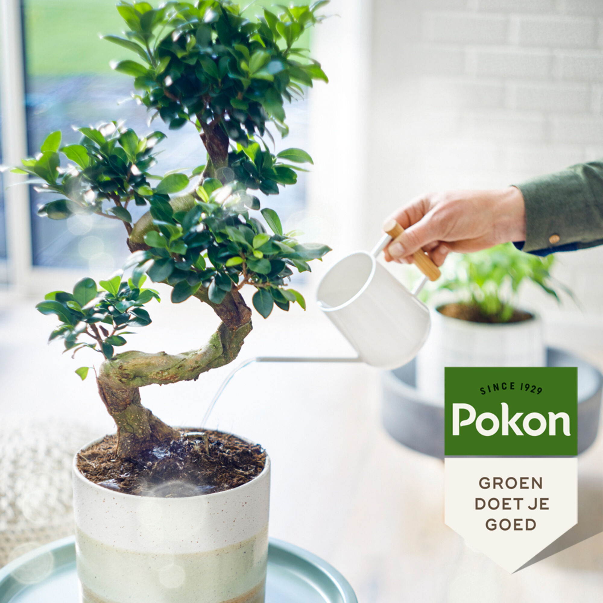 Pokon Bio Bonsai Voeding