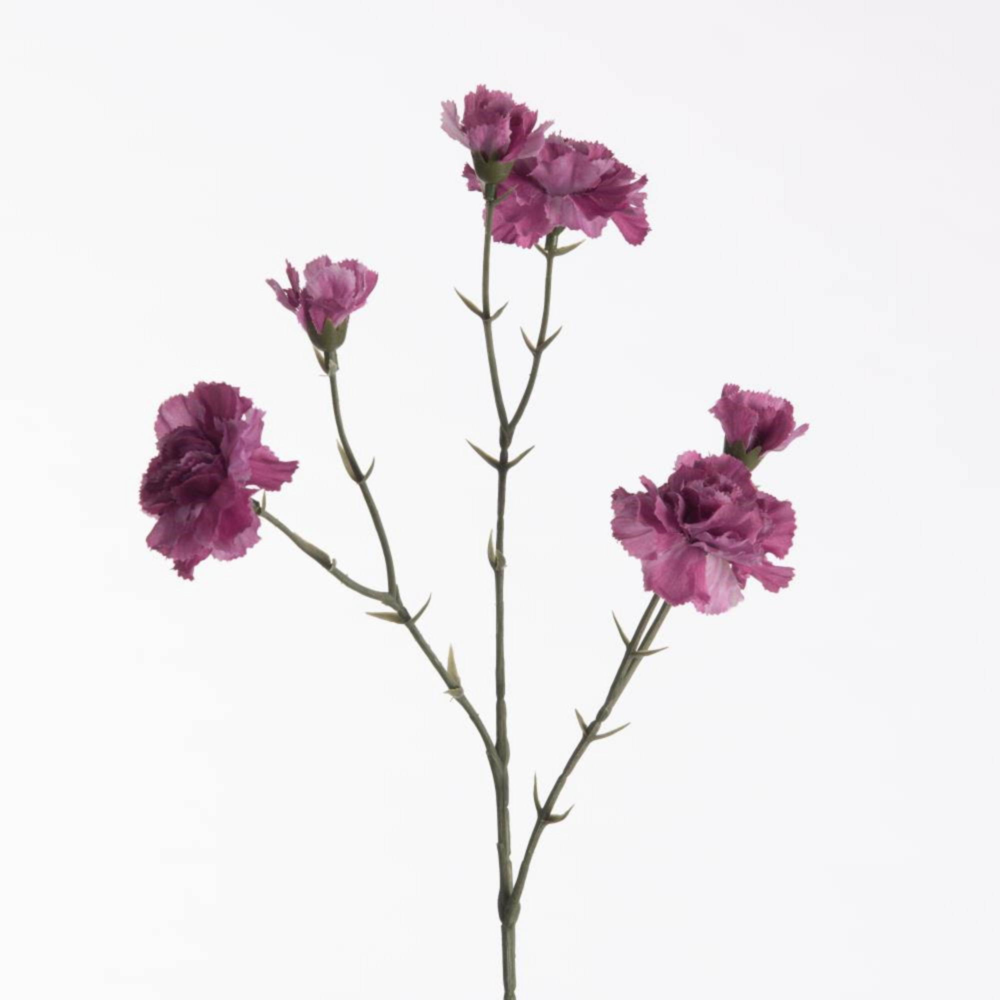 Dianthus x6 - purple