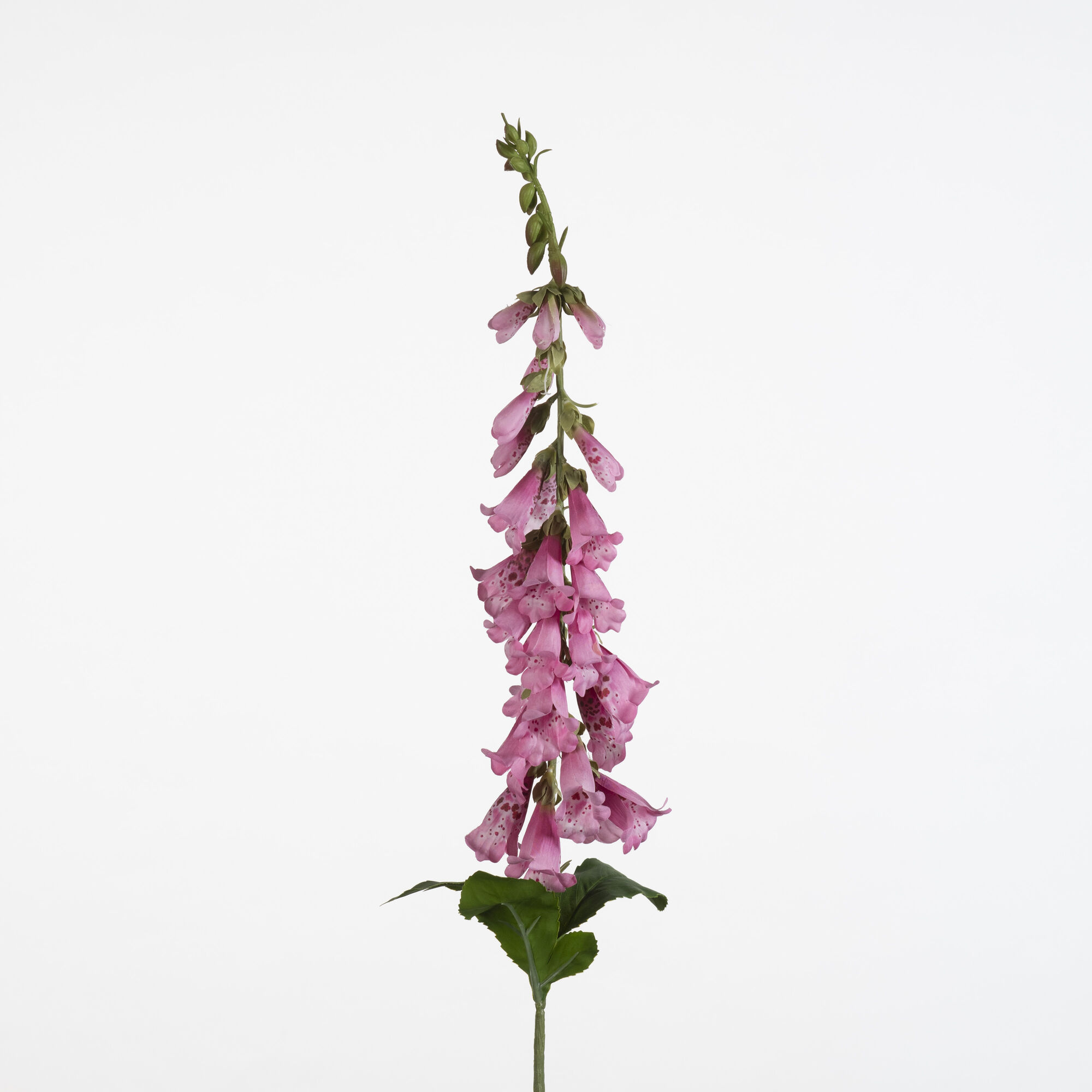 Digitalis - Pink