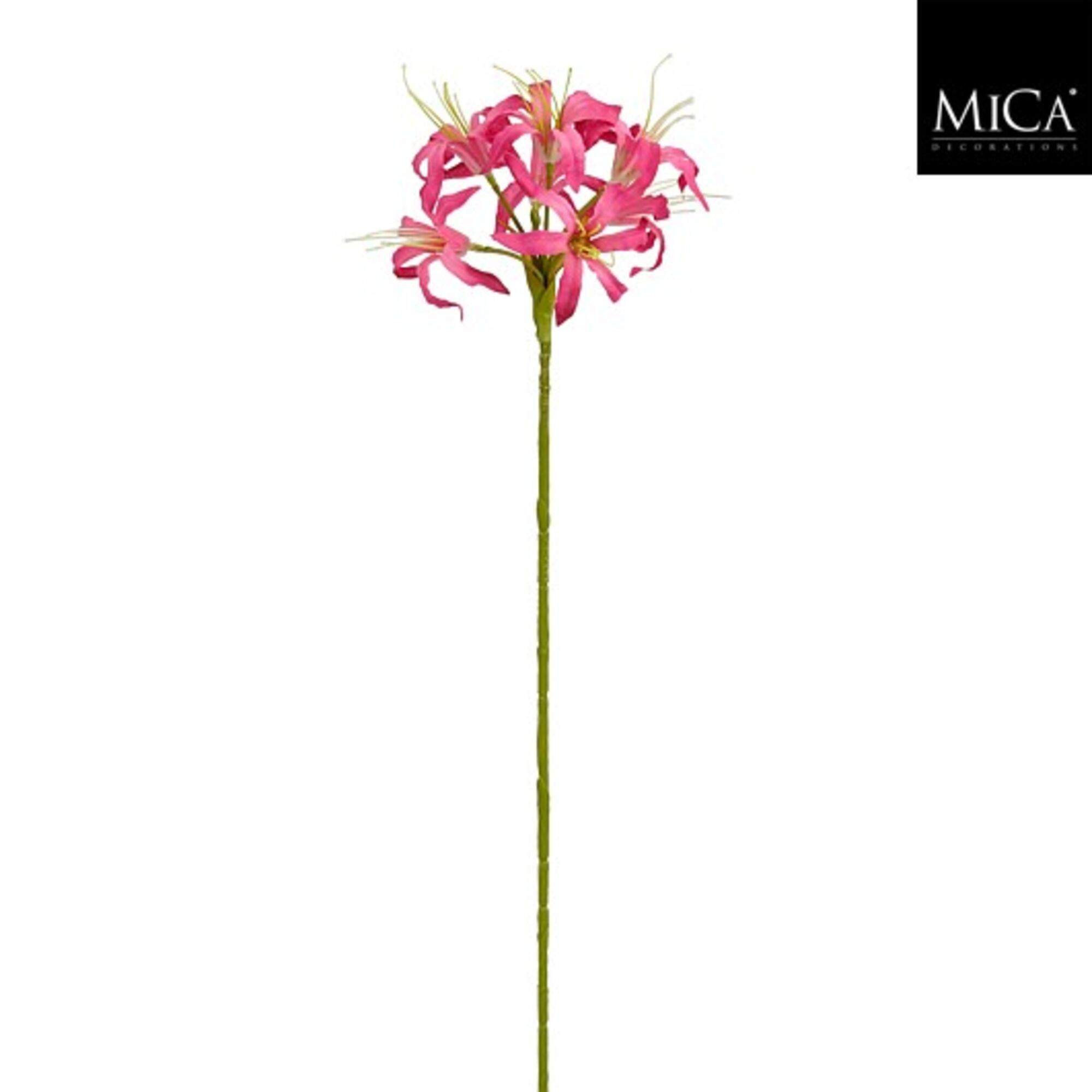 Nerine d.roze