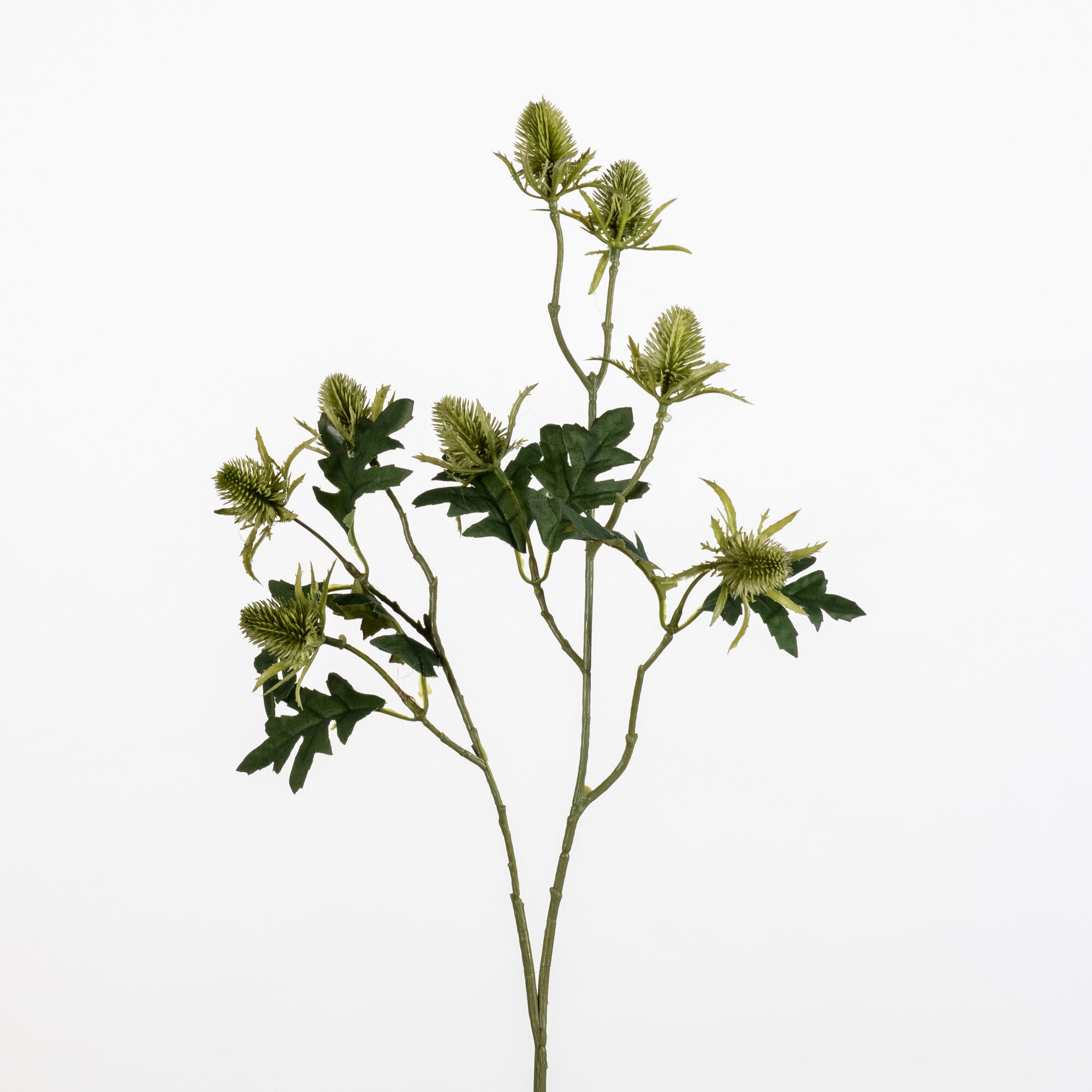 Eryngium - Green