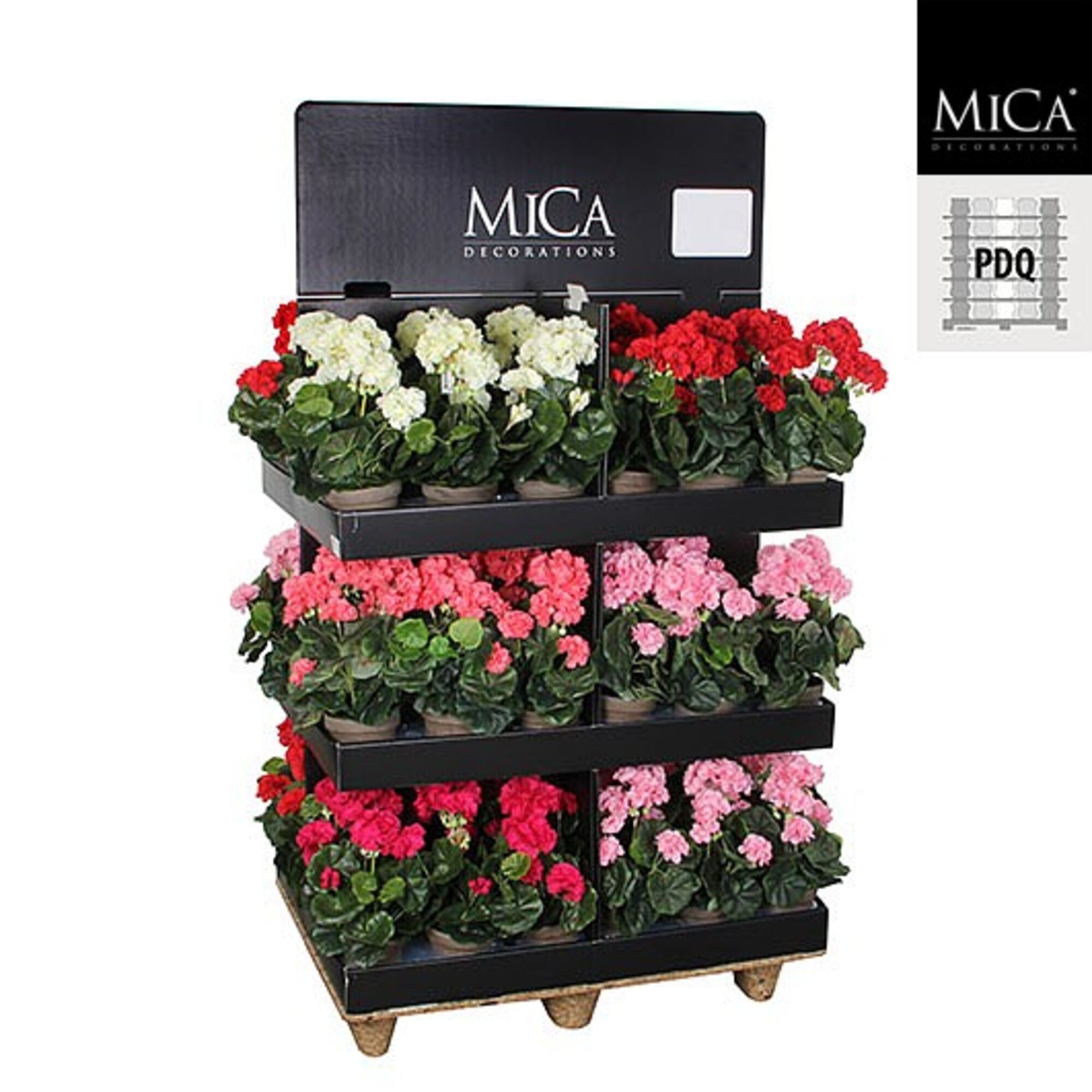 Geranium in pot 5 assorti pdq 72 stuks