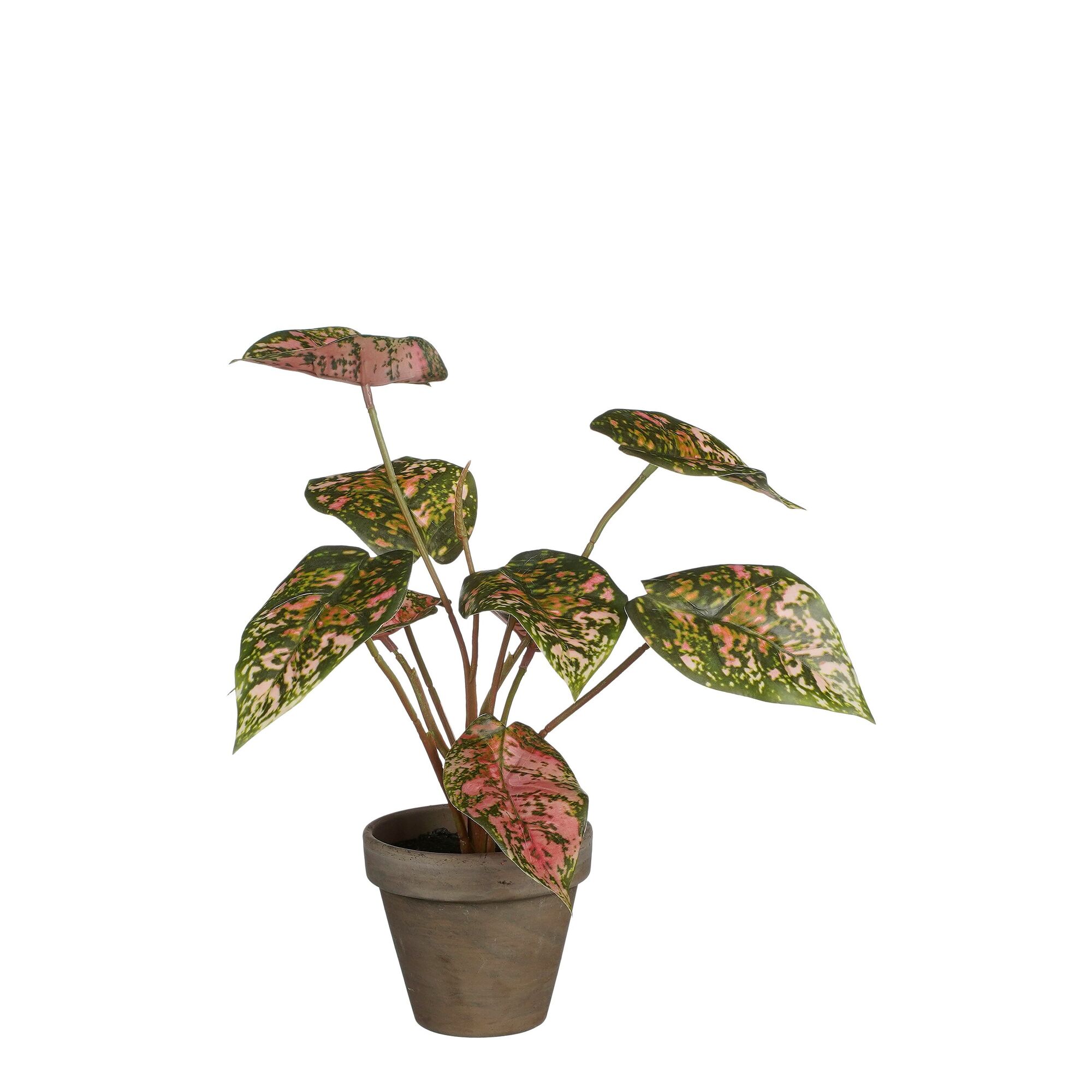 Caladium rood in pot Stan grijs d9cm