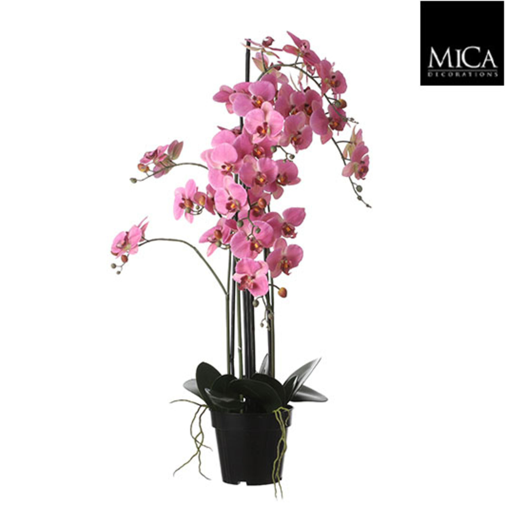 Phalaenopsis in pot roze