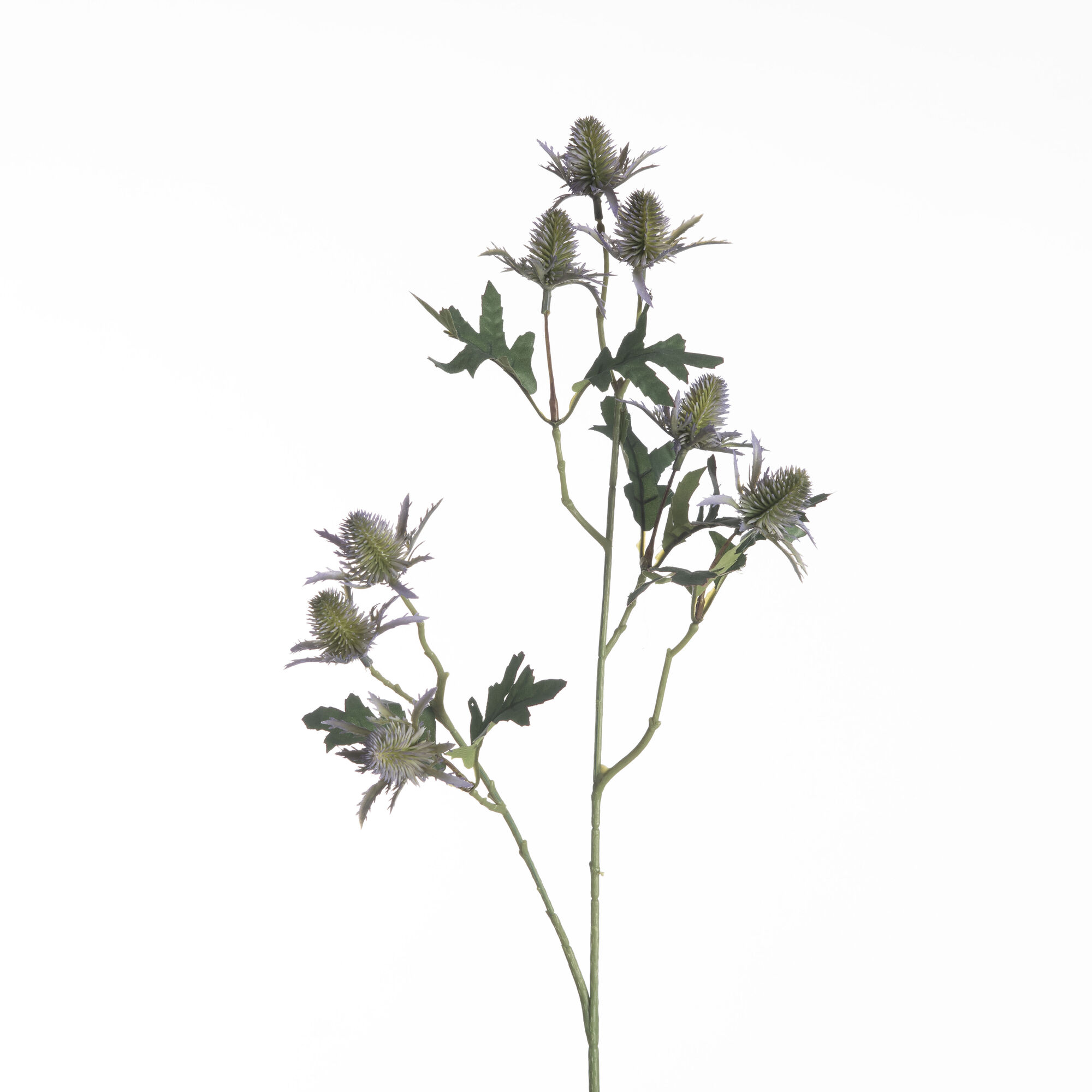 Eryngium - Blue