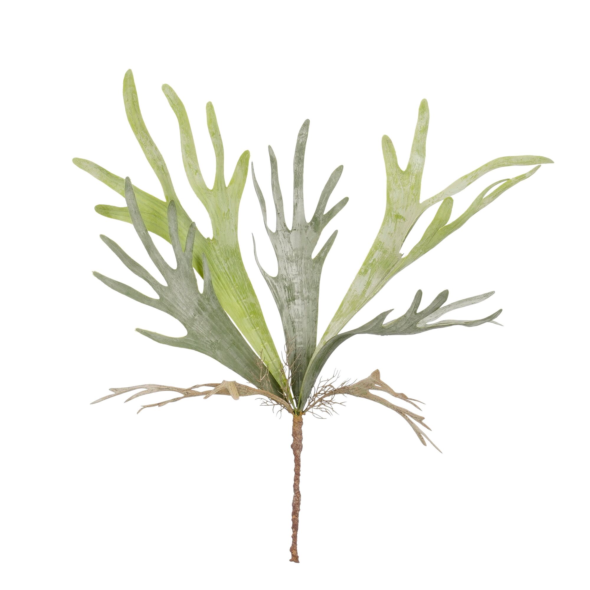 Citronella hangend groen