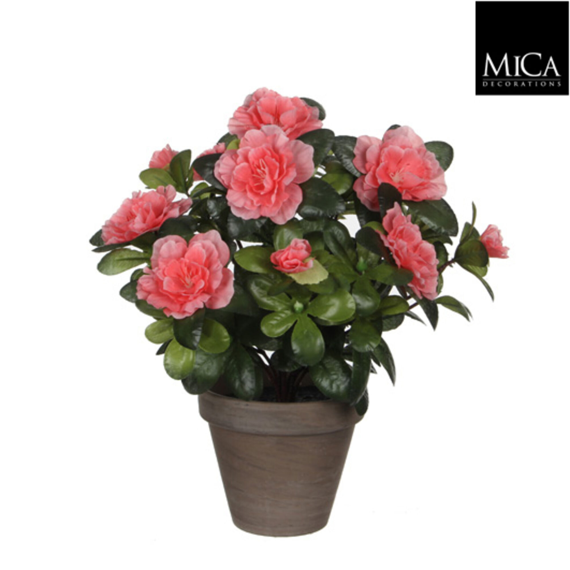 Azalea perzik in pot Stan grijs d11,5cm