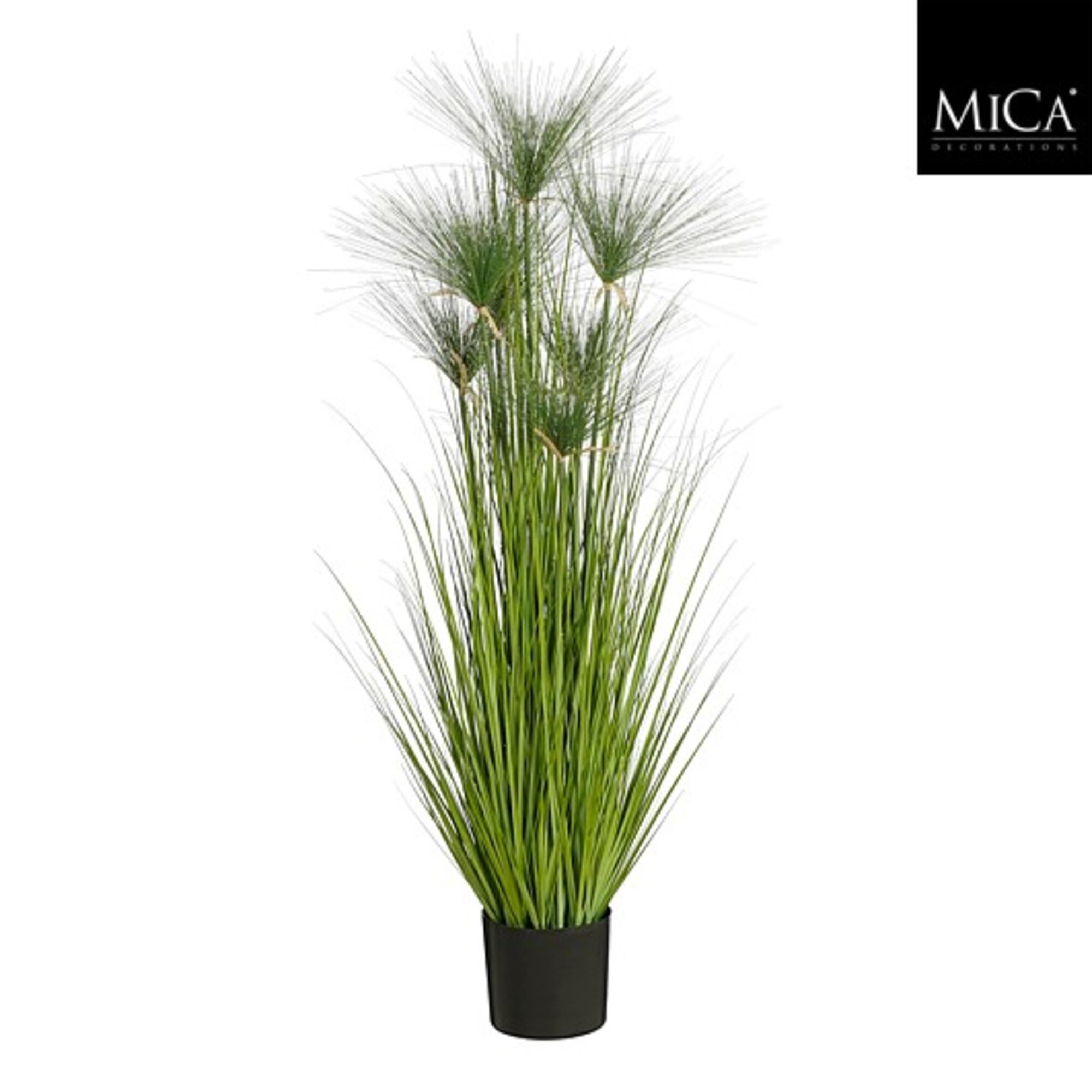 Papyrus in plastic pot groen