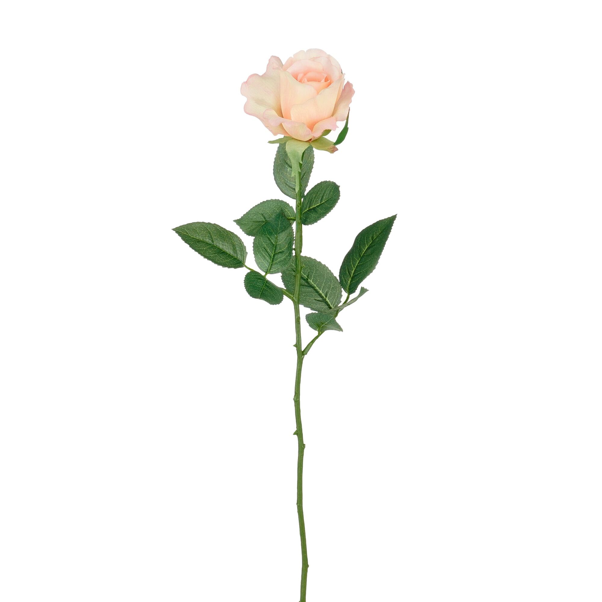 Roos l.roze