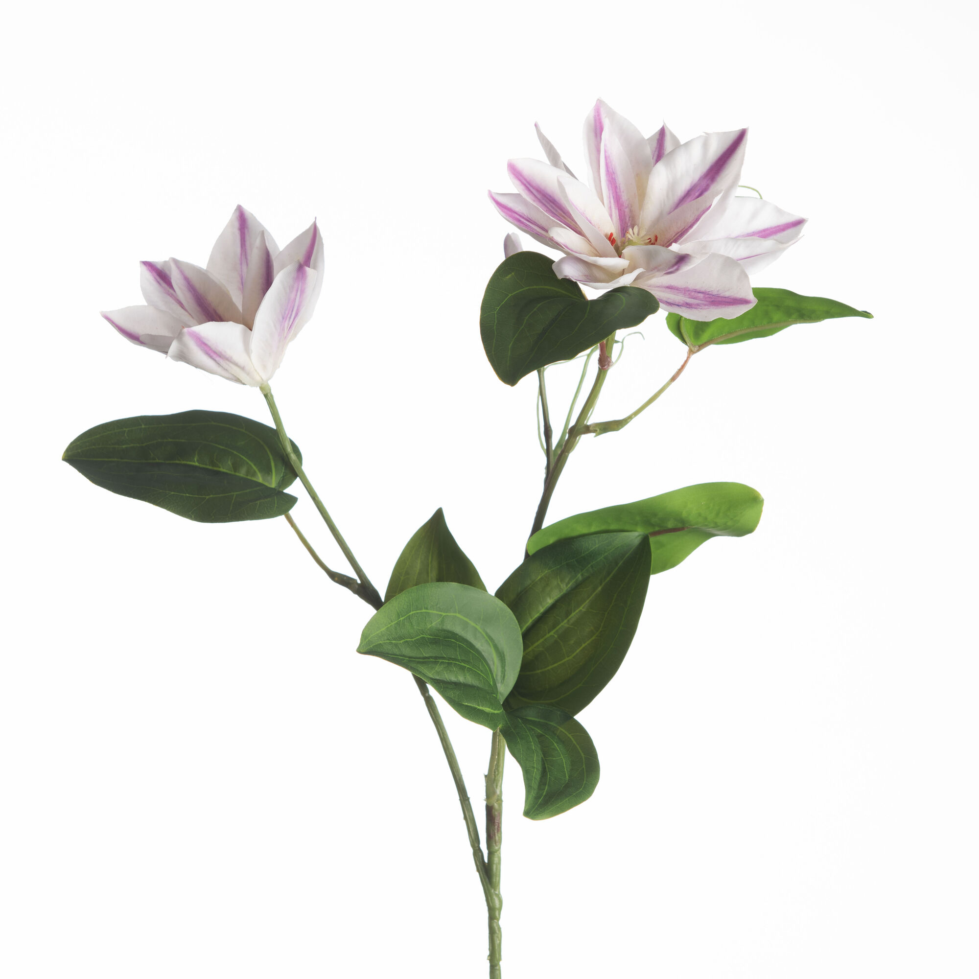 Clematis Spray x3 - Pink/White