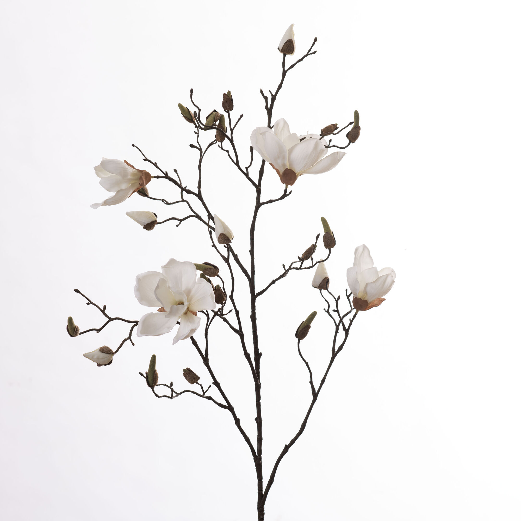 Magnolia - White