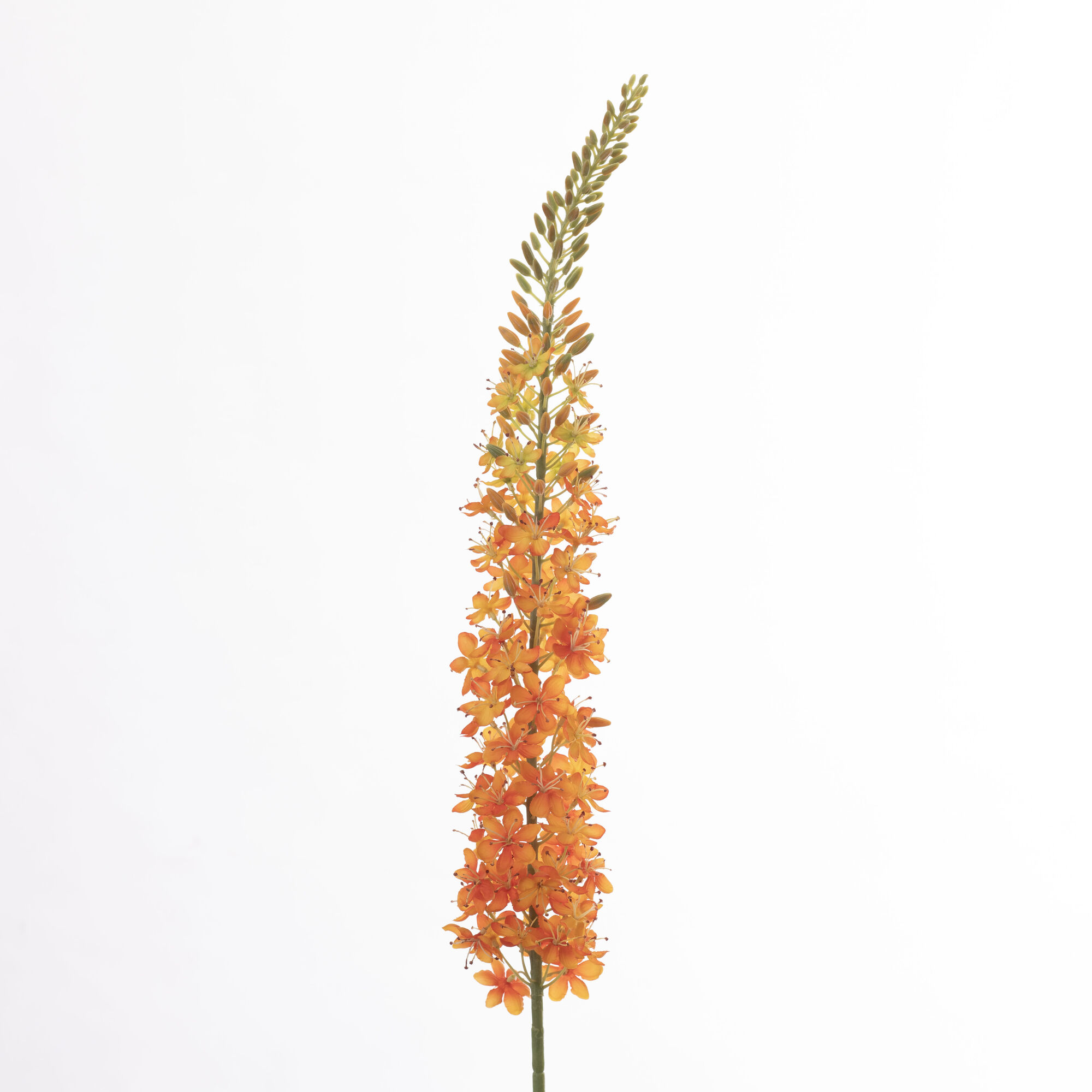 Eremurus - Orange
