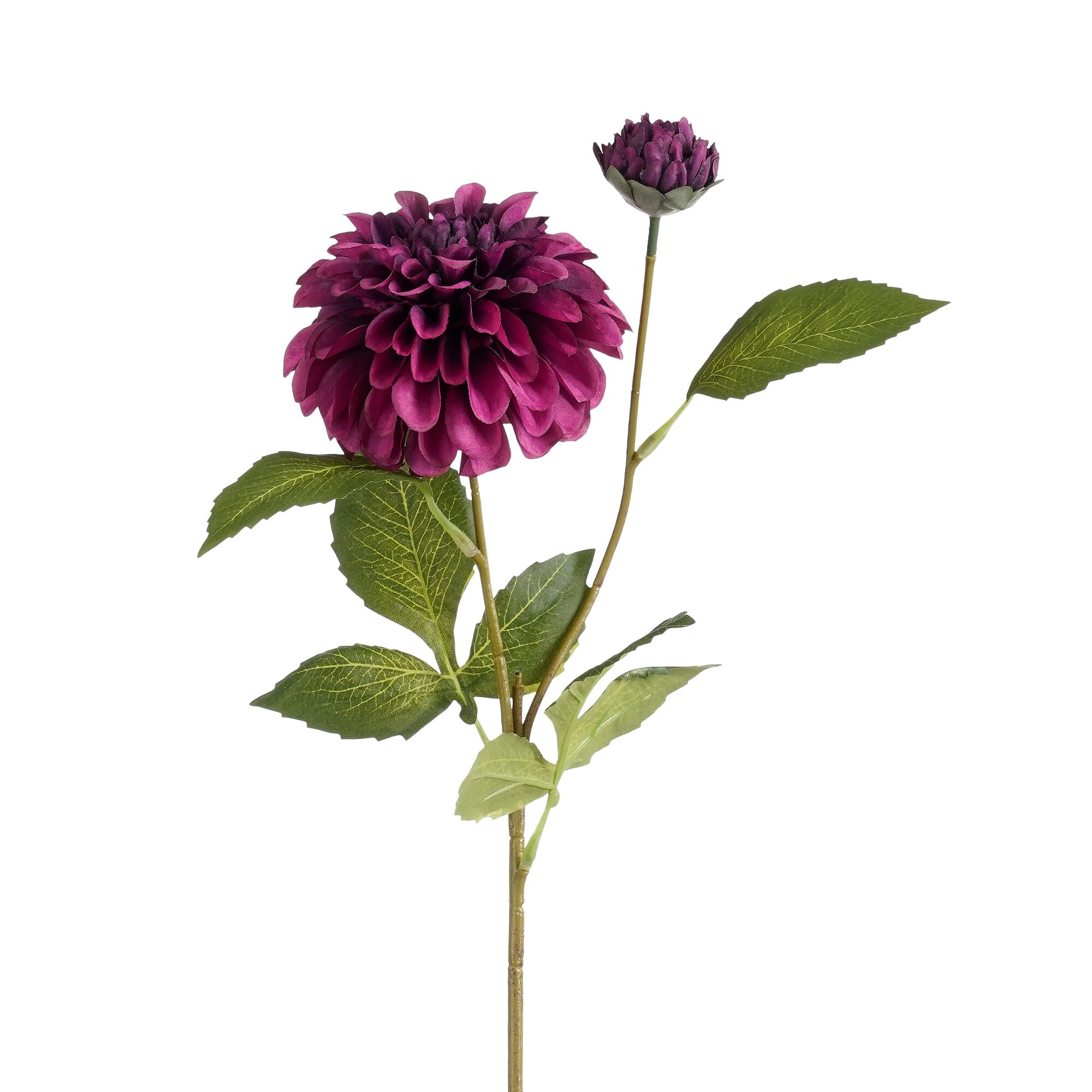 Dahlia paars