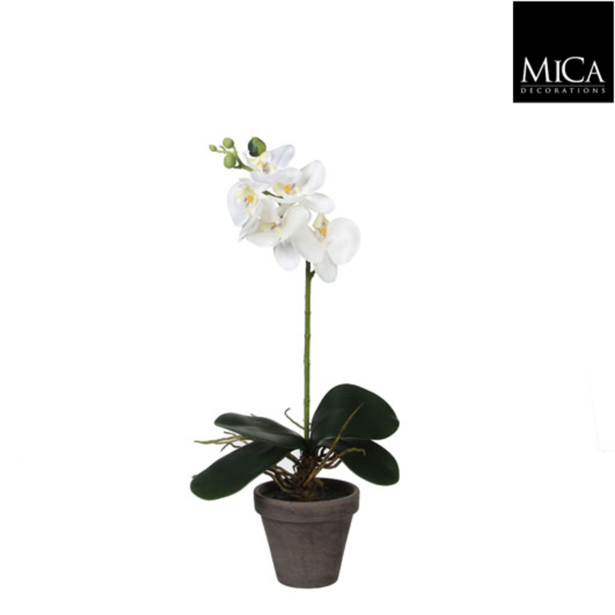 Phalaenopsis wit in pot Stan grijs d11,5cm