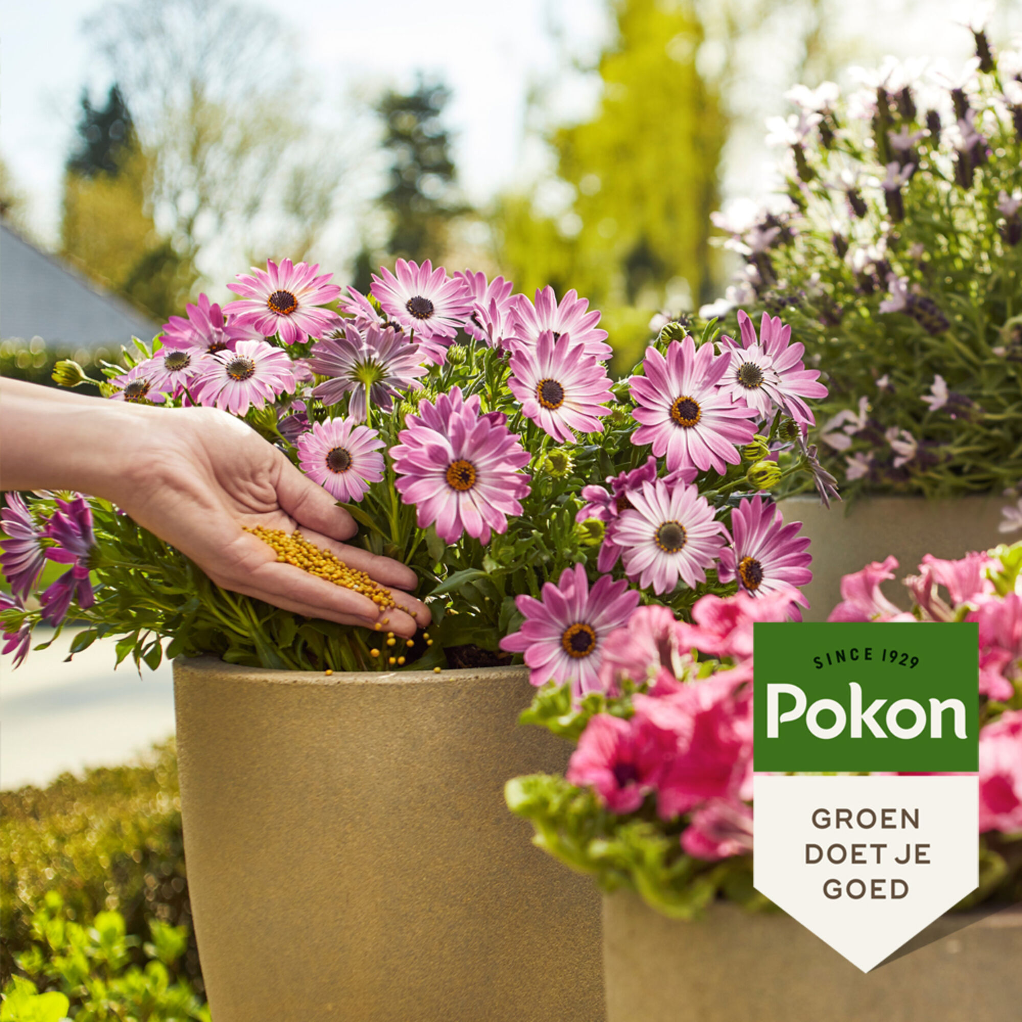 Pokon Terras-Balkon Voedingskorrels